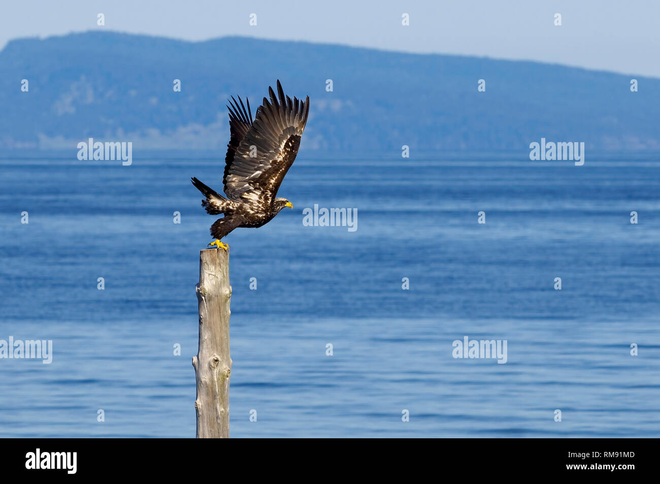 A juvenile Bald Eagle (Haliaeetus leucocephalus) taking flight from a wooden stump with mountains and ocean in the background. Stock Photo