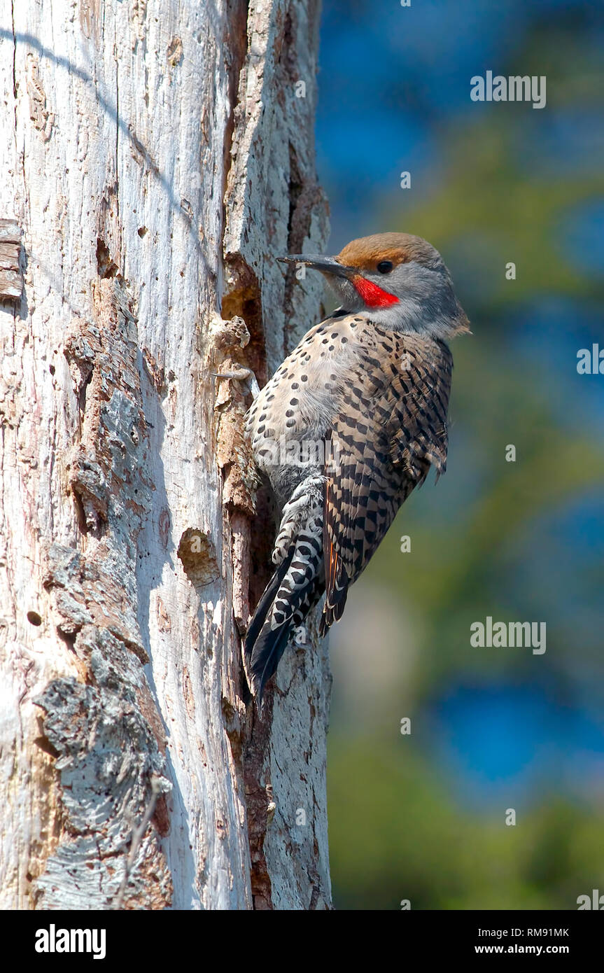 A red-shafted Northern Flicker woodpecker (Colaptes auratus) on a tree trunk. British Columbia, Canada. Stock Photo