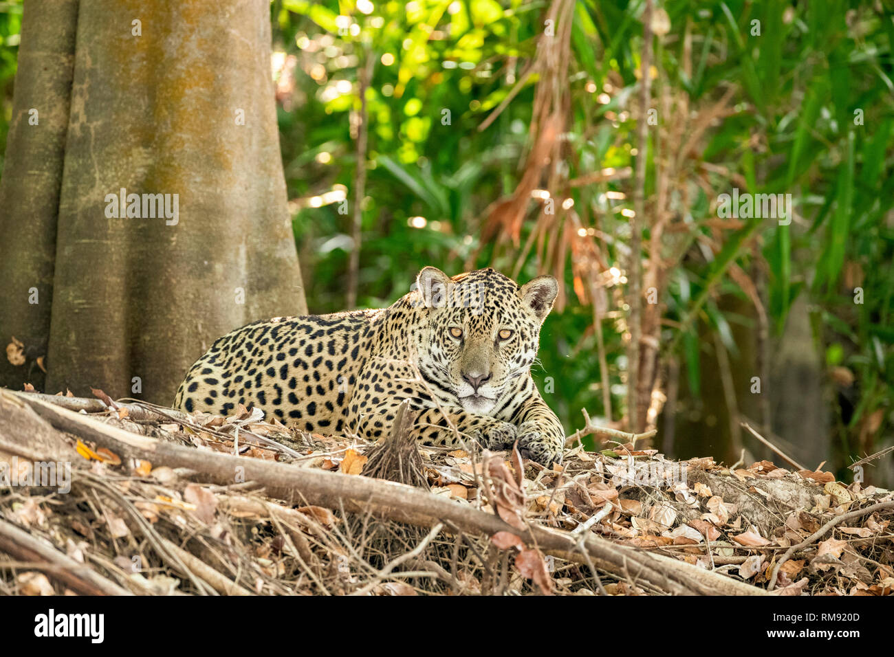 Jaguar, Panthera onca, Pantanal, Mato Grosso, Brazil Stock Photo