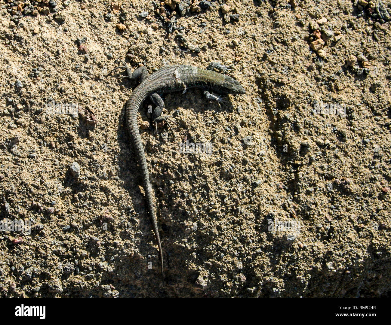 Lizard shedding skin hires stock photography and images Alamy