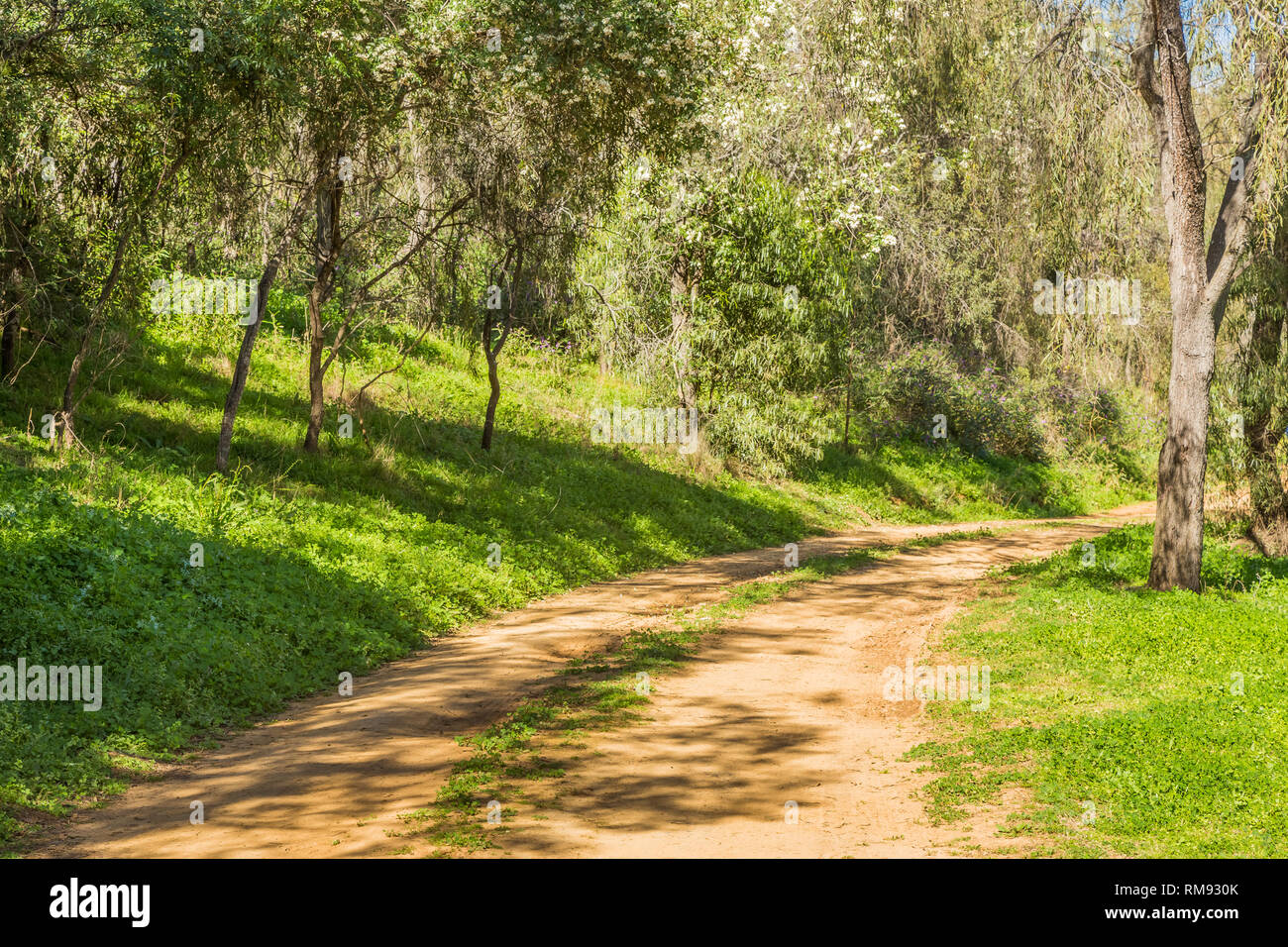 Dirt road through the trees in the Upper Hunter Valley, NSW, Australia. Stock Photo