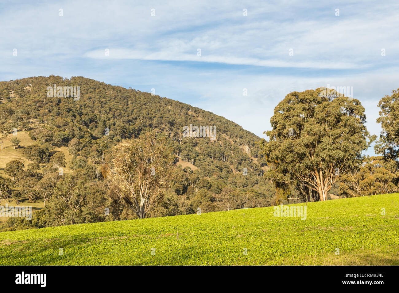 New pasture growing in the Upper Hunter Valley, NSW, Australia Stock