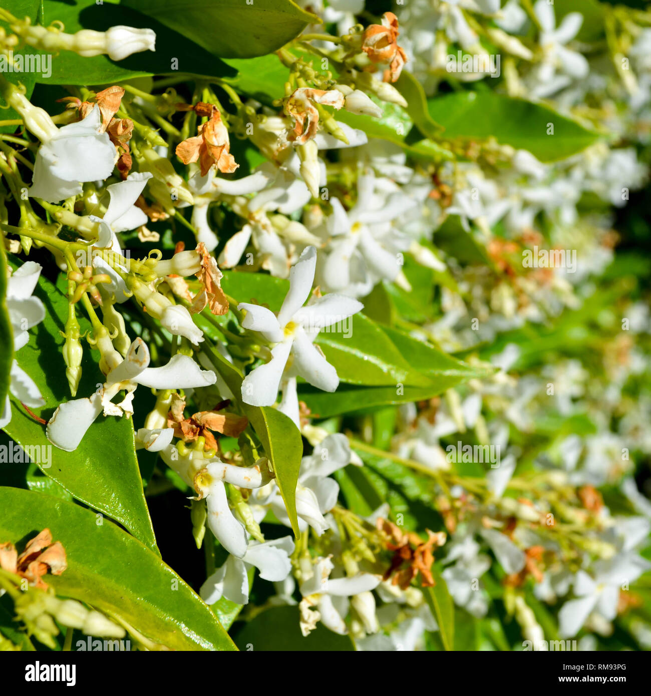 A wall of Star Jasmine (Trachelospermum jasminoides) flowers growing in San Diego, California - square Stock Photo