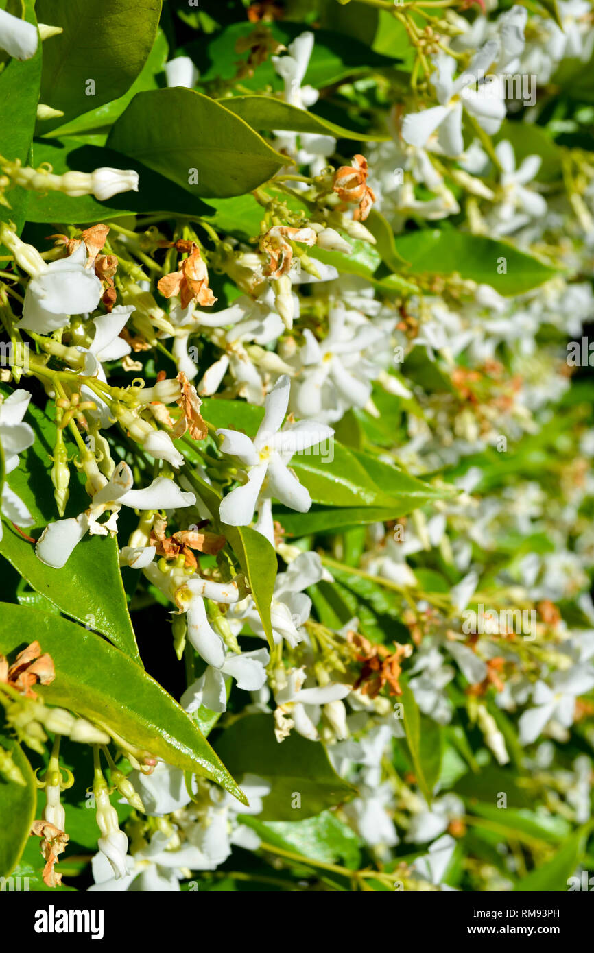 A wall of Star Jasmine (Trachelospermum jasminoides) flowers growing in San Diego, California - vertical Stock Photo