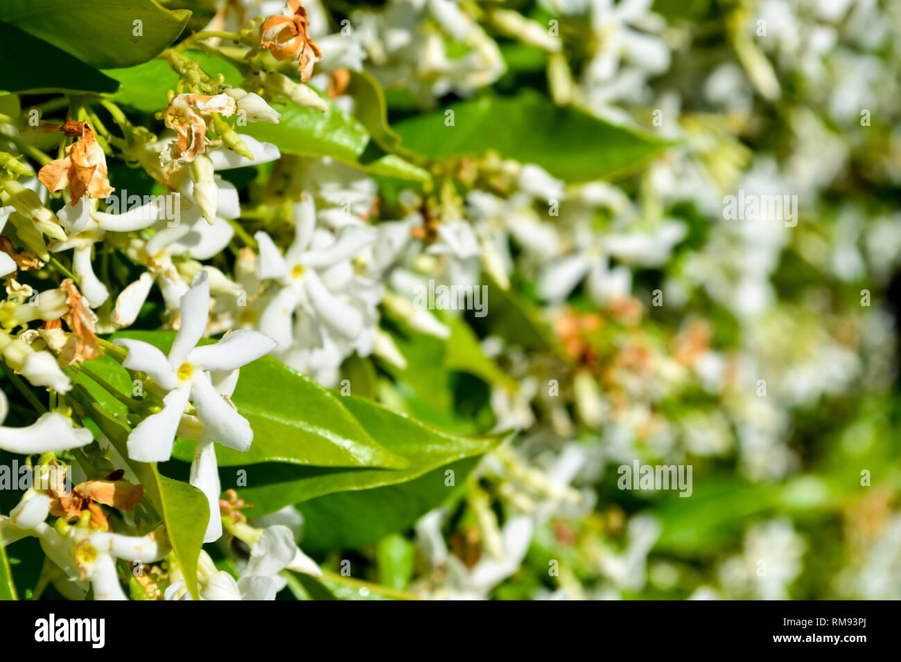 A wall of Star Jasmine (Trachelospermum jasminoides) flowers with soft focus on the right side of the image Stock Photo