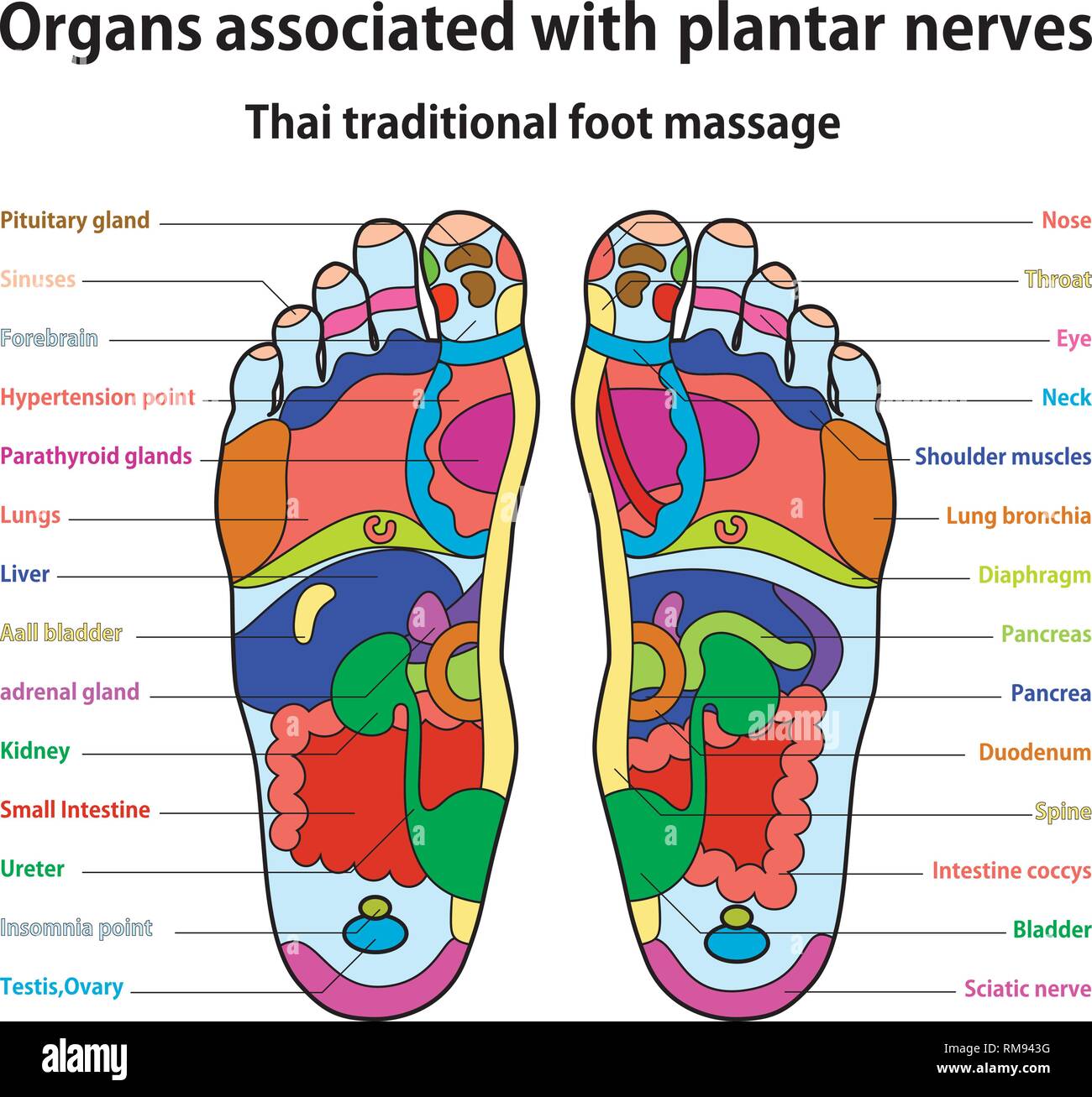 Thai Foot Chart