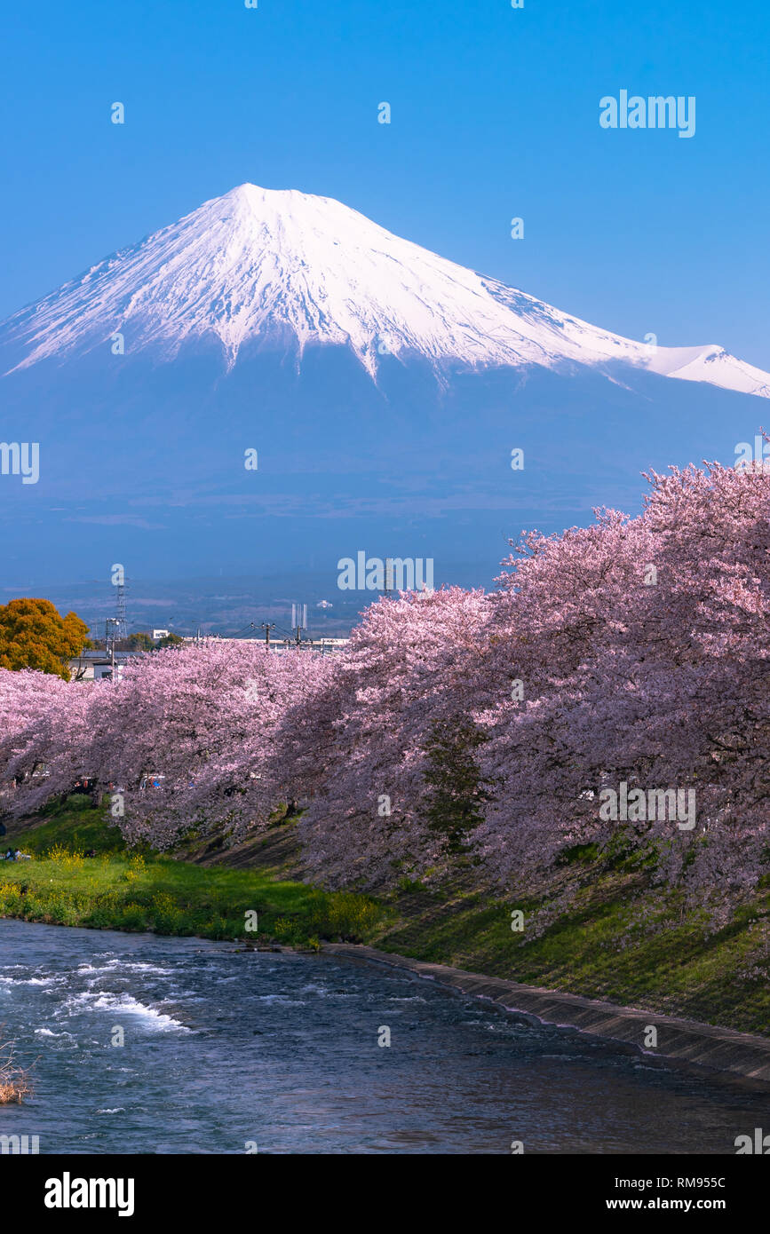 Mount Fuji ( Mt. Fuji ) with Sakura cherry blossom at the river in the morning, Shizuoka, Japan. Stock Photo