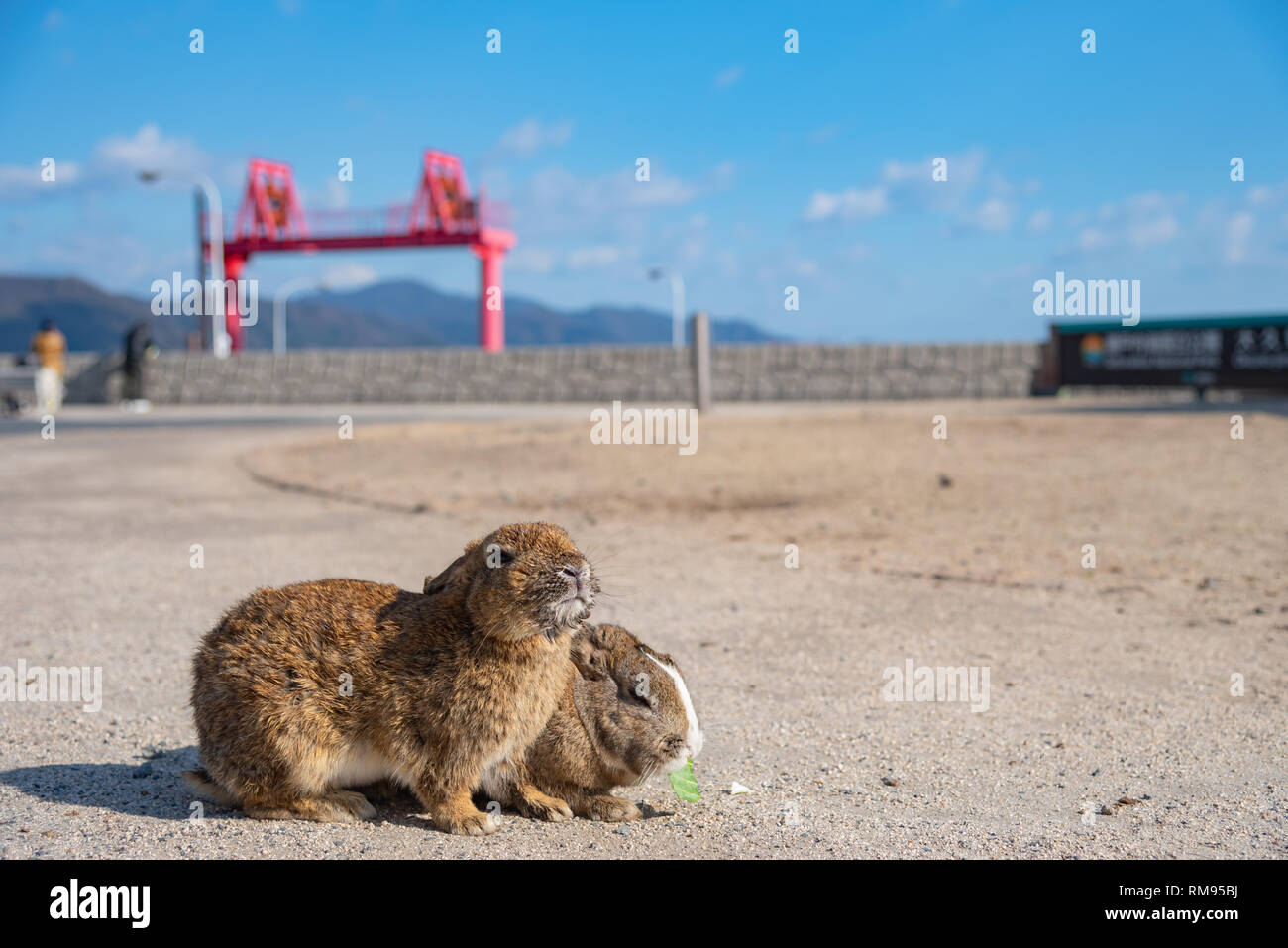 Cute wild rabbits on Okunoshima Island in sunny weaher, as known as the ...