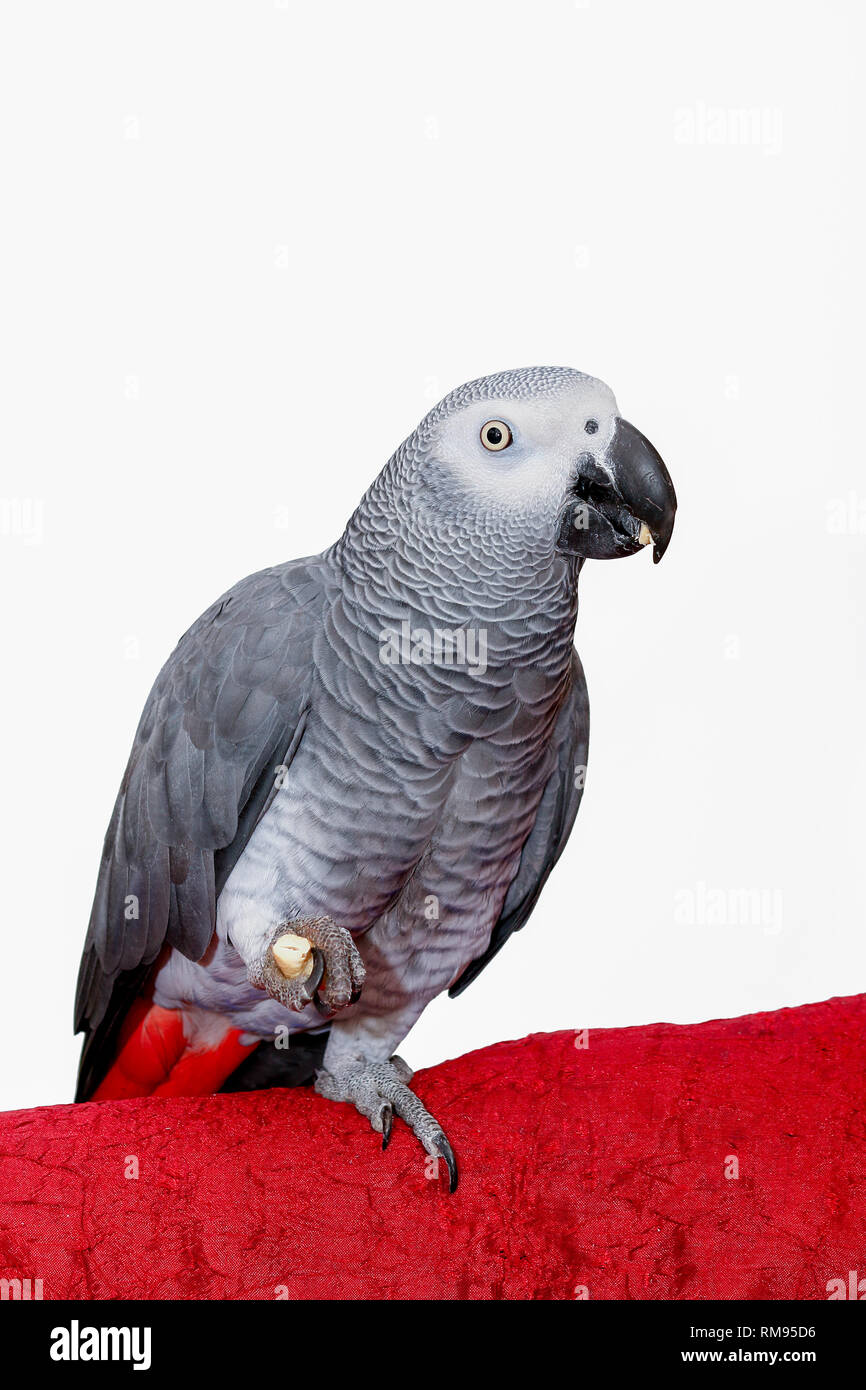 African Grey Parrot looking alert while eating a piece of seed Stock Photo