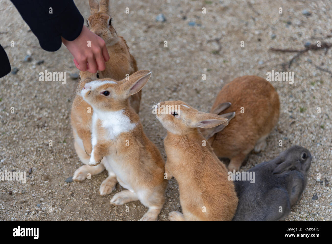 Cute wild rabbits on Okunoshima Island in sunny weaher, as known as the ...
