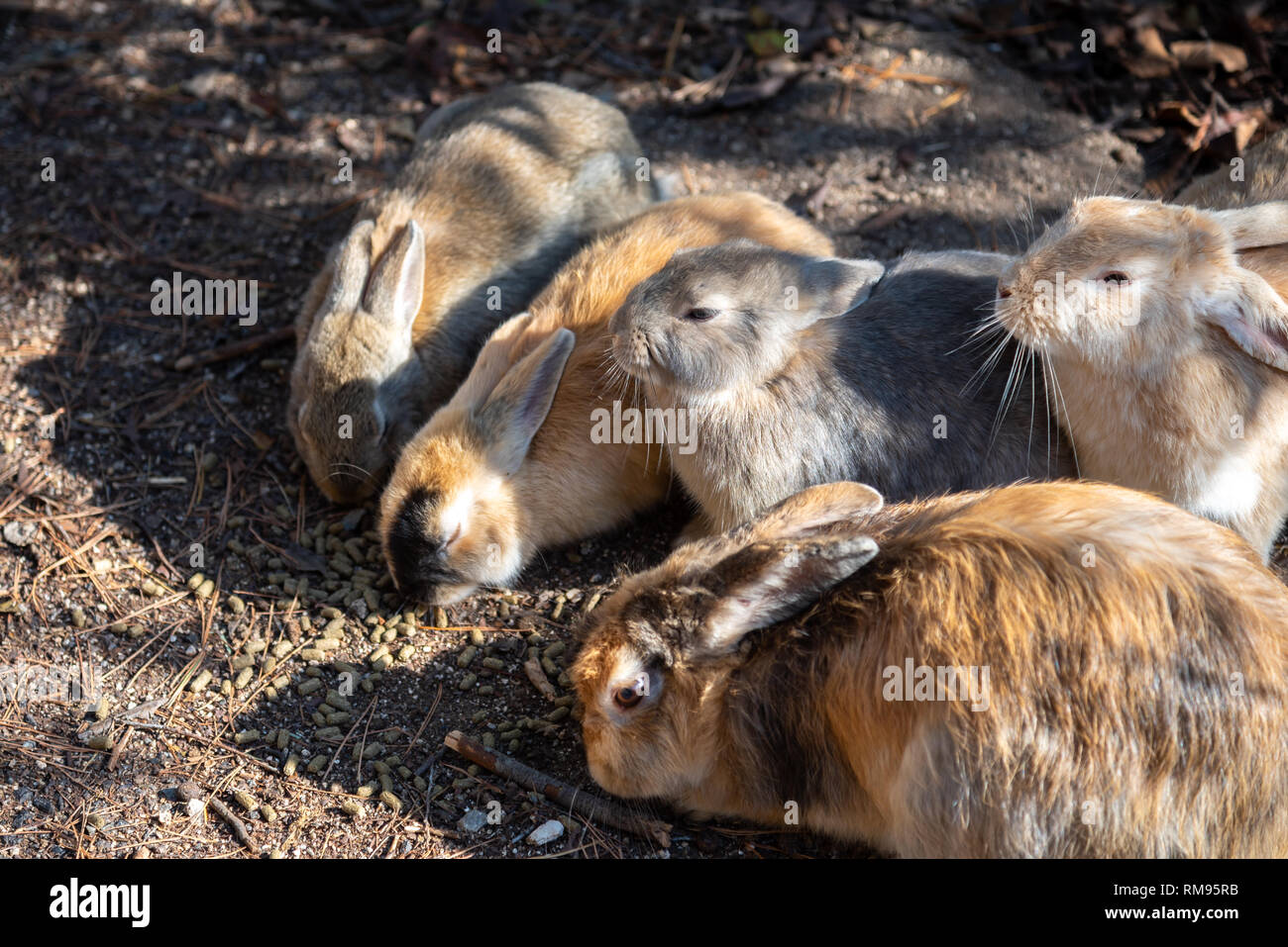 Cute wild rabbits on Okunoshima Island in sunny weaher, as known as the " Rabbit Island ". Stock Photo