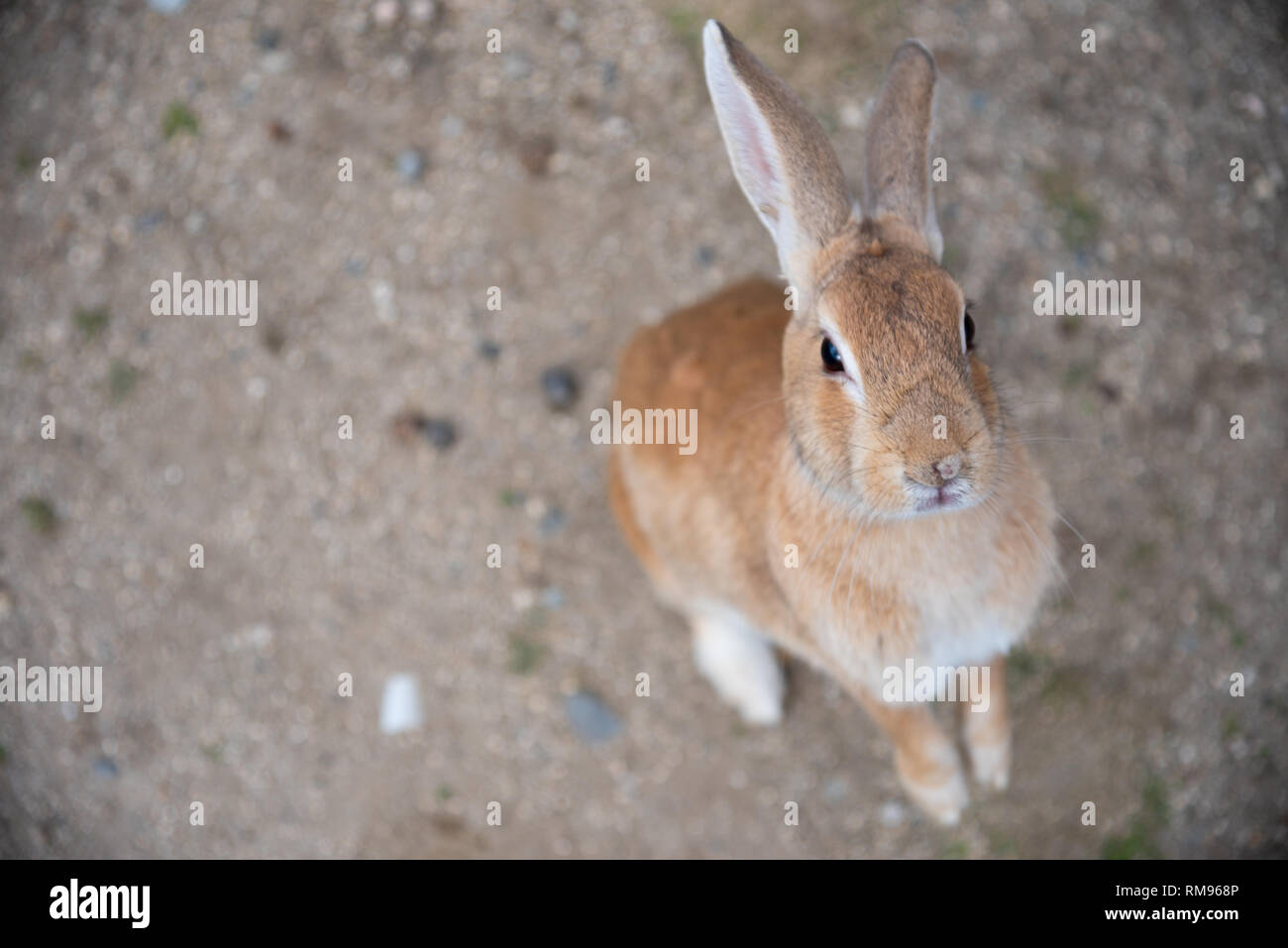 Cute wild rabbits on Okunoshima Island in sunny weaher, as known as the " Rabbit Island ". Stock Photo