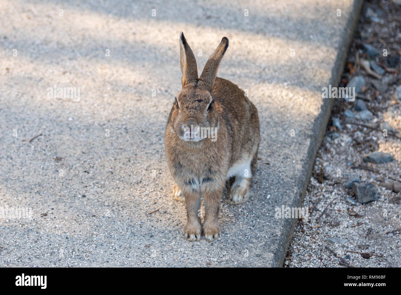 Cute wild rabbits on Okunoshima Island in sunny weaher, as known as the " Rabbit Island ". Stock Photo