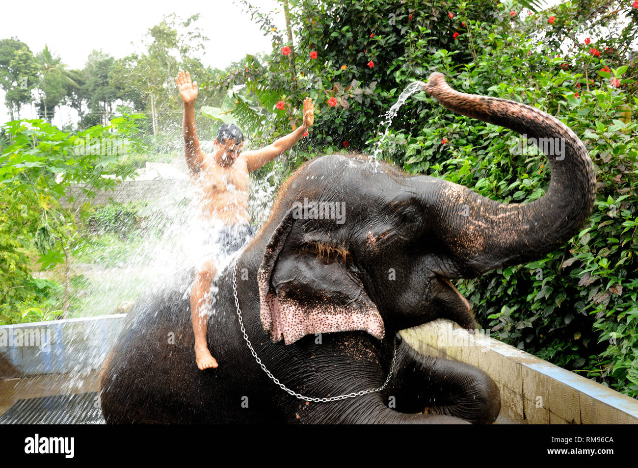 Elephant spraying water on man, Thekkady, Kerala, India, Asia, MR#801B Stock Photo