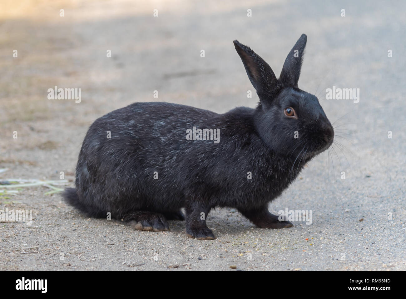 Cute wild rabbits on Okunoshima Island in sunny weaher, as known as the " Rabbit Island ". Stock Photo