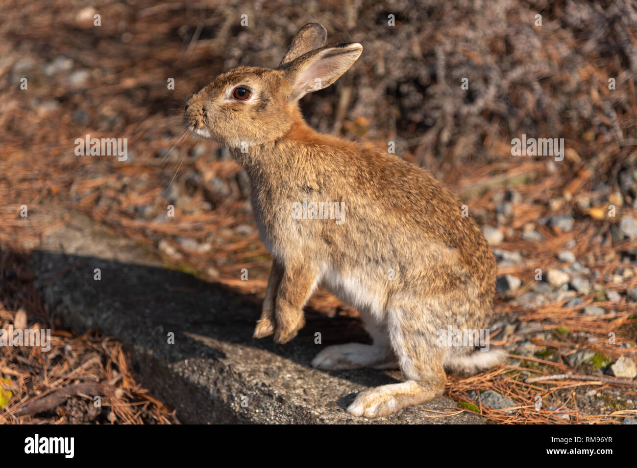 Cute wild rabbits on Okunoshima Island in sunny weaher, as known as the " Rabbit Island ". Stock Photo