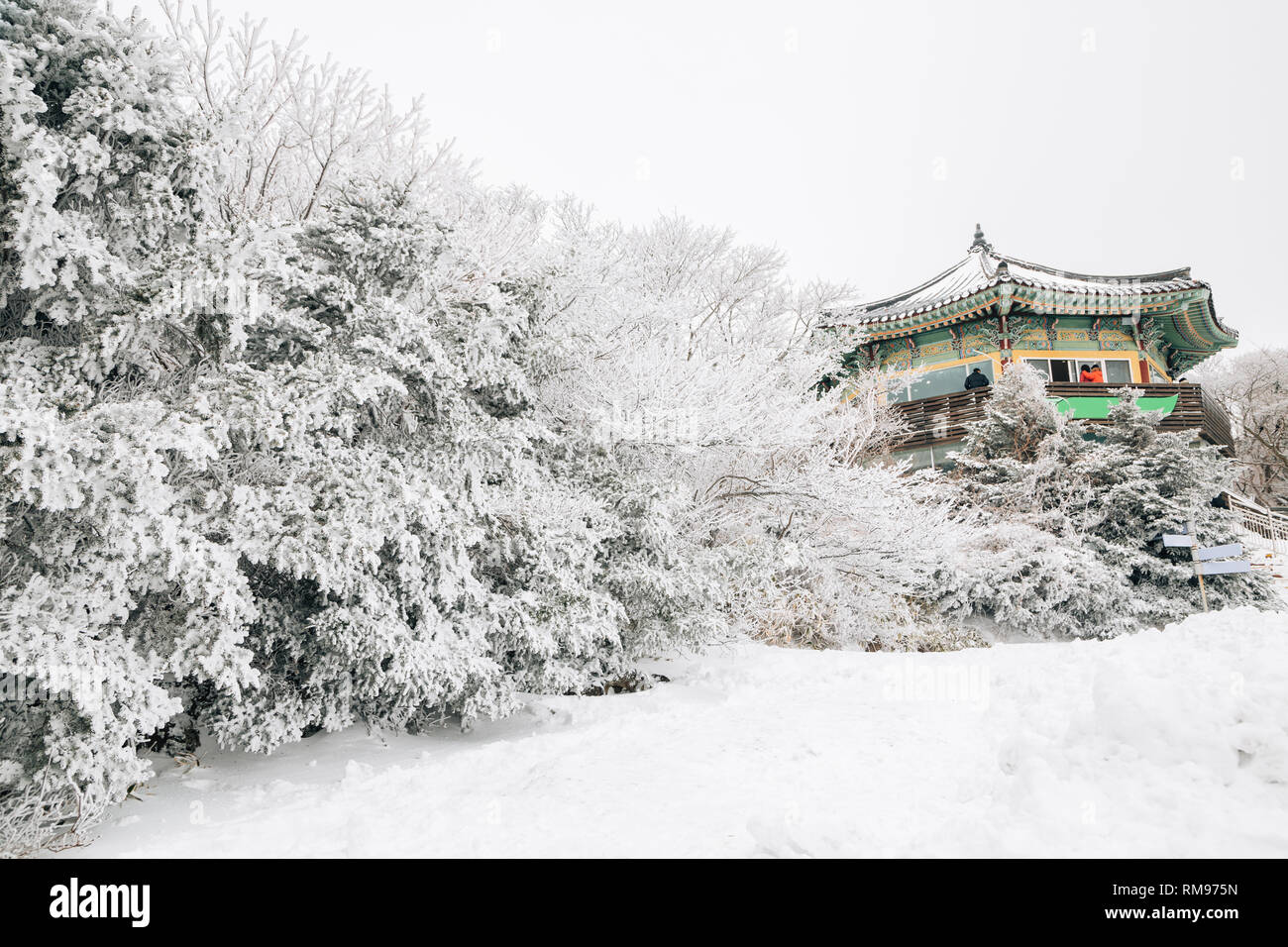 Snowy winter Hallasan mountain 1100 highland in Jeju Island, Korea Stock Photo Alamy