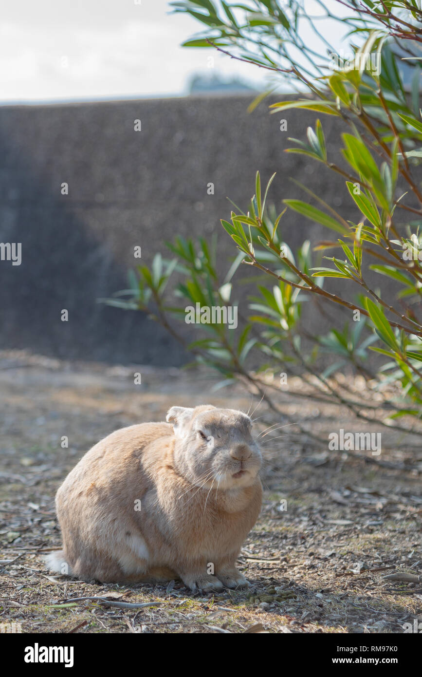 Cute wild rabbits on Okunoshima Island in sunny weaher, as known as the ...