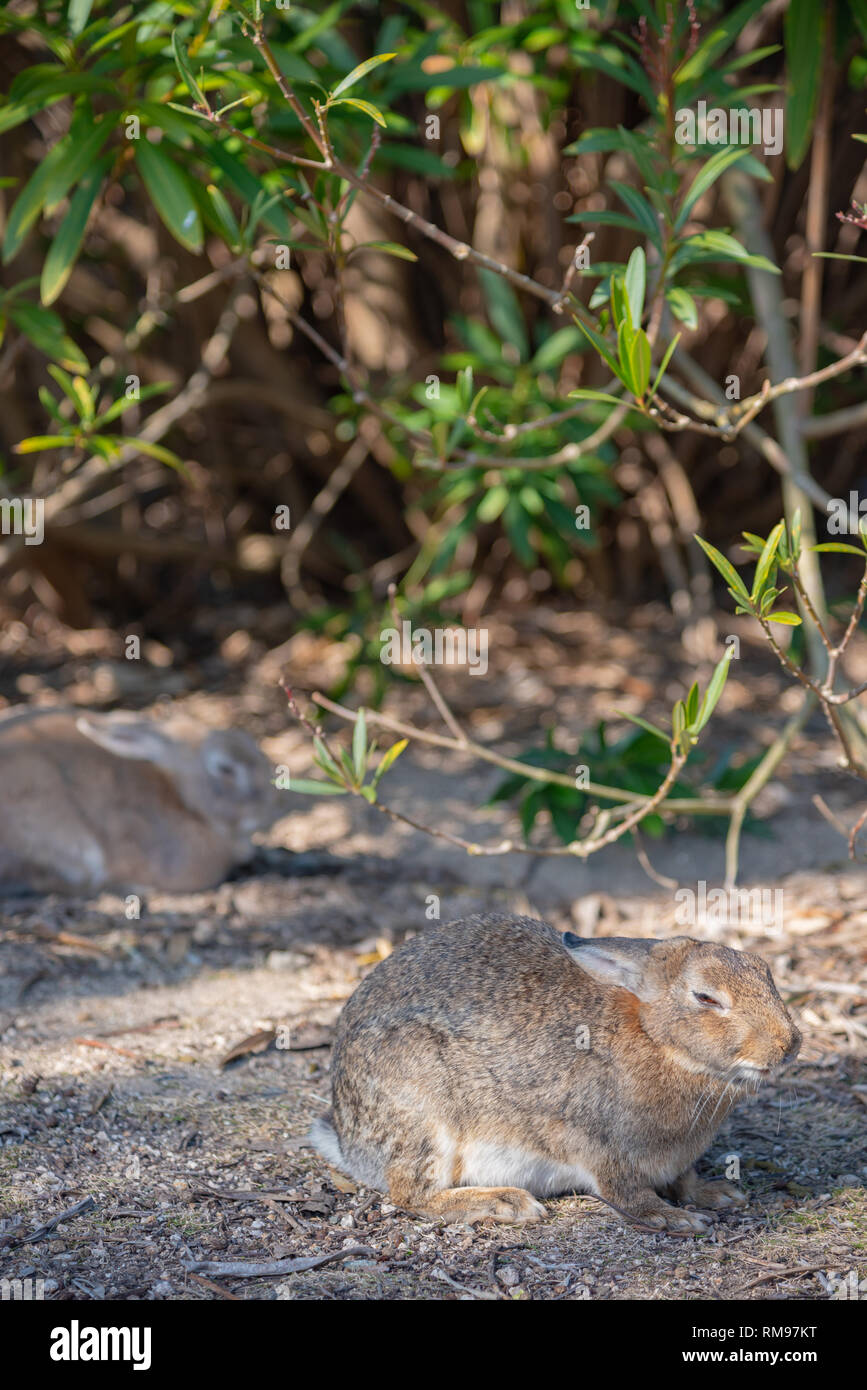 Cute wild rabbits on Okunoshima Island in sunny weaher, as known as the ...