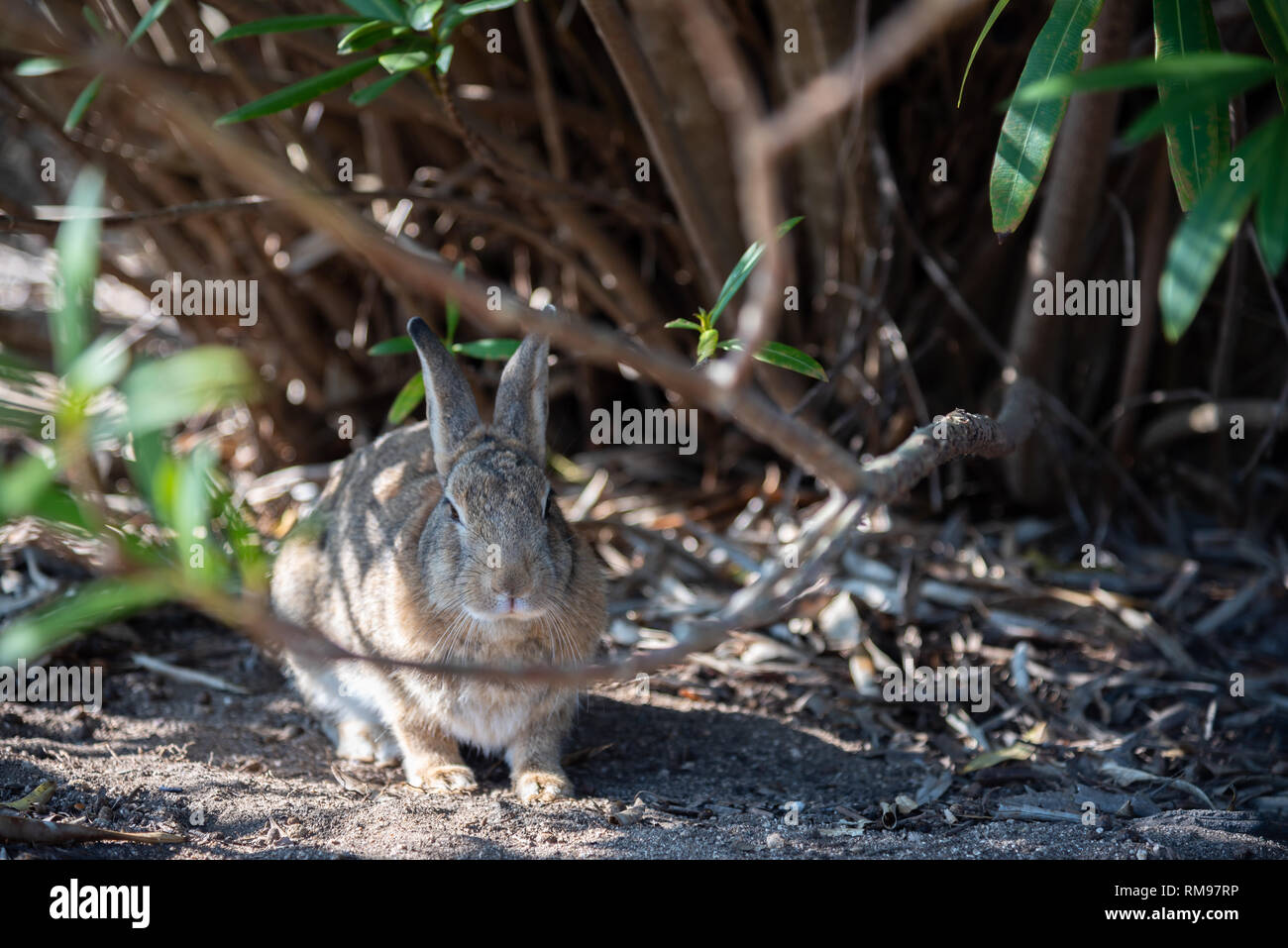 Cute wild rabbits on Okunoshima Island in sunny weaher, as known as the
