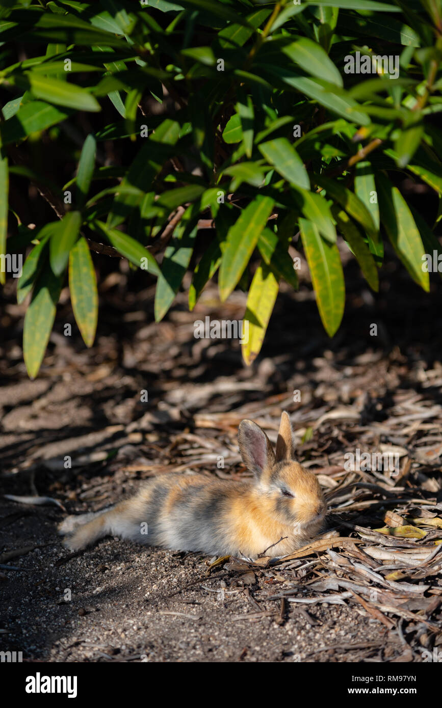 Cute wild rabbits on Okunoshima Island in sunny weaher, as known as the ...