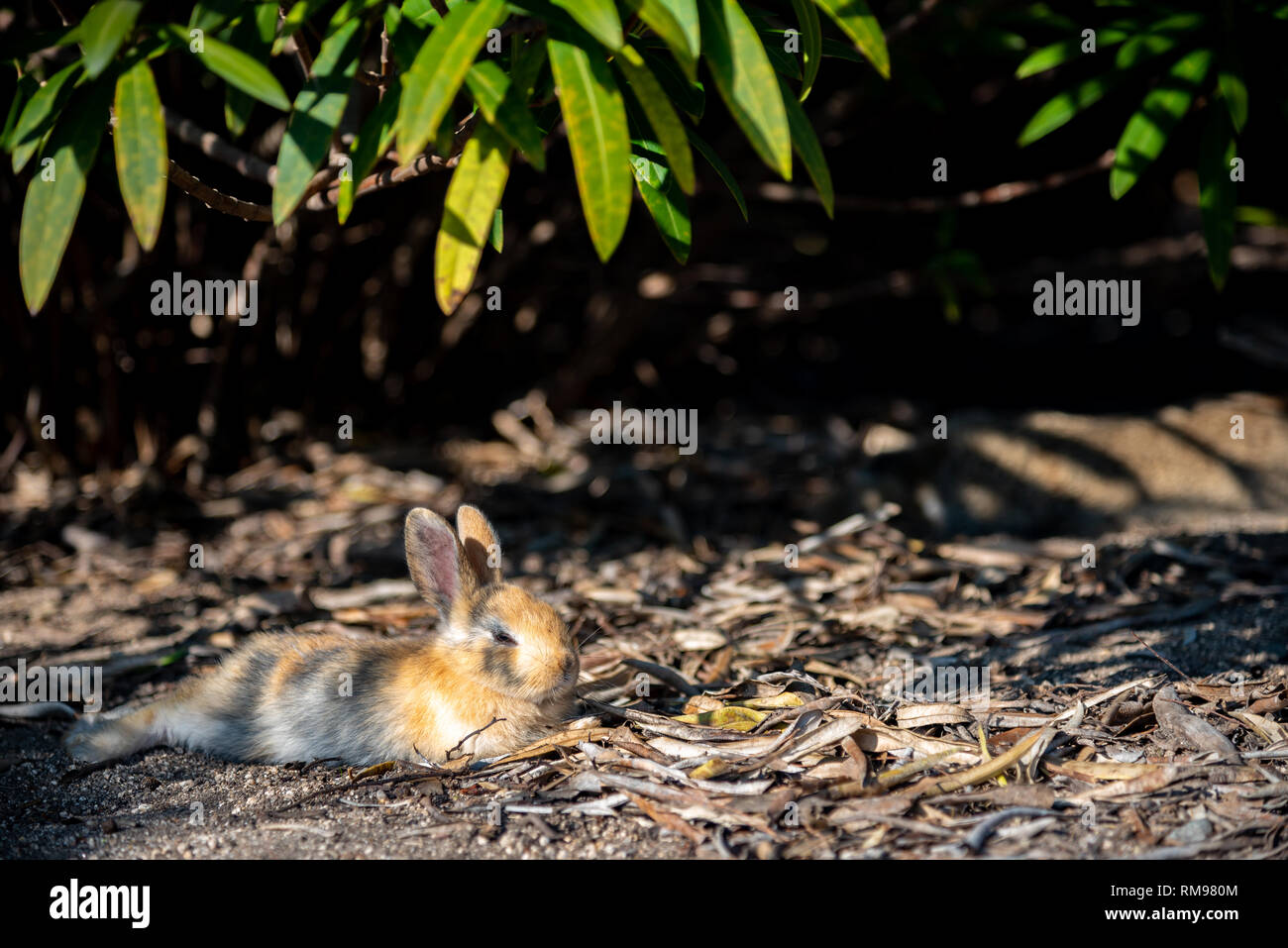 Cute wild rabbits on Okunoshima Island in sunny weaher, as known as the ...
