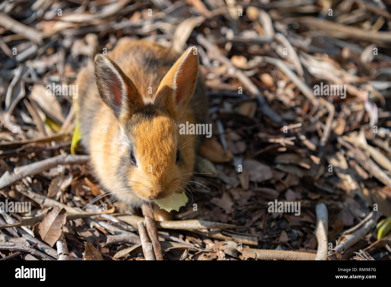 Cute wild rabbits on Okunoshima Island in sunny weaher, as known as the " Rabbit Island ". Stock Photo