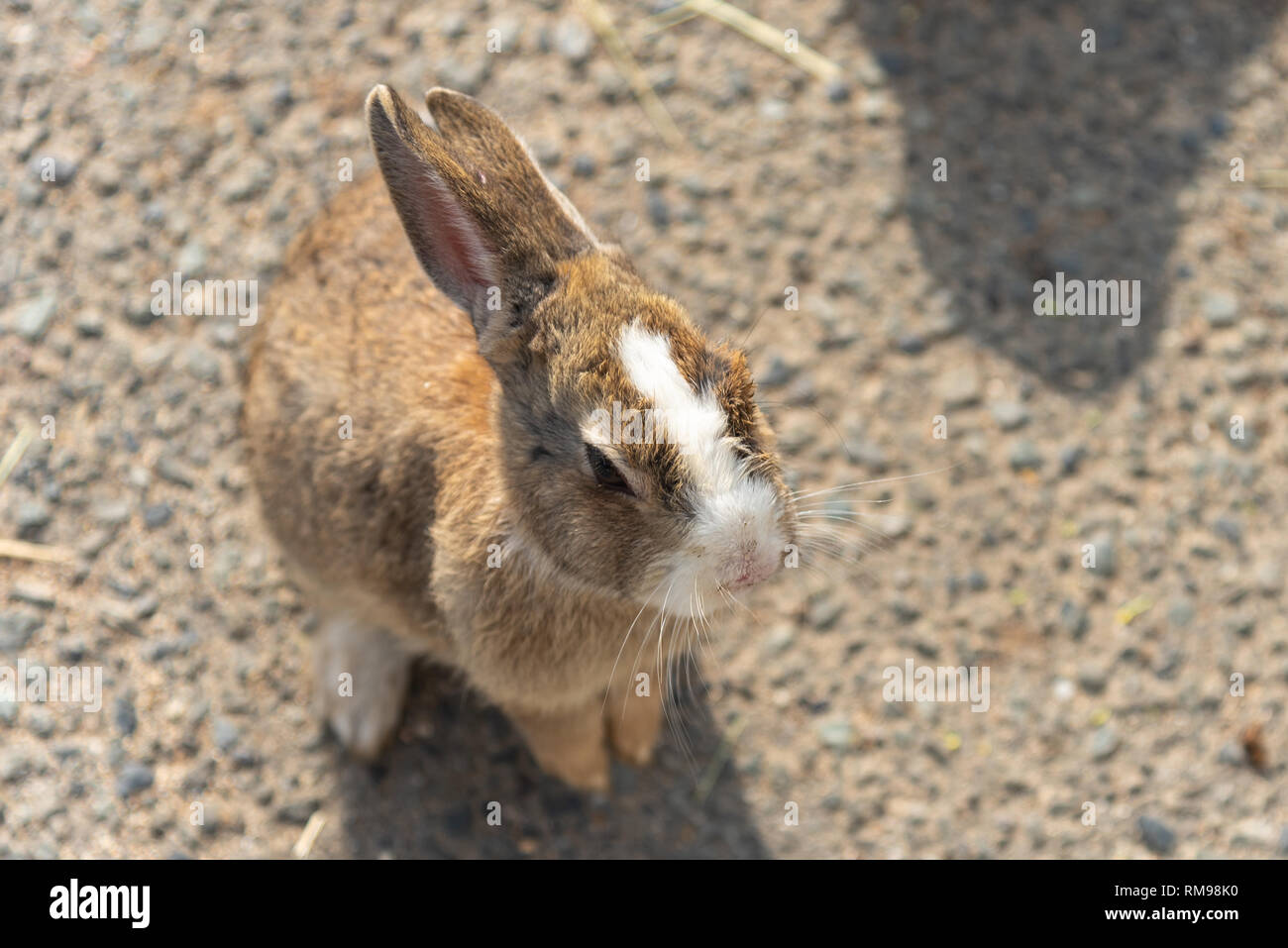 Cute wild rabbits on Okunoshima Island in sunny weaher, as known as the " Rabbit Island ". Stock Photo