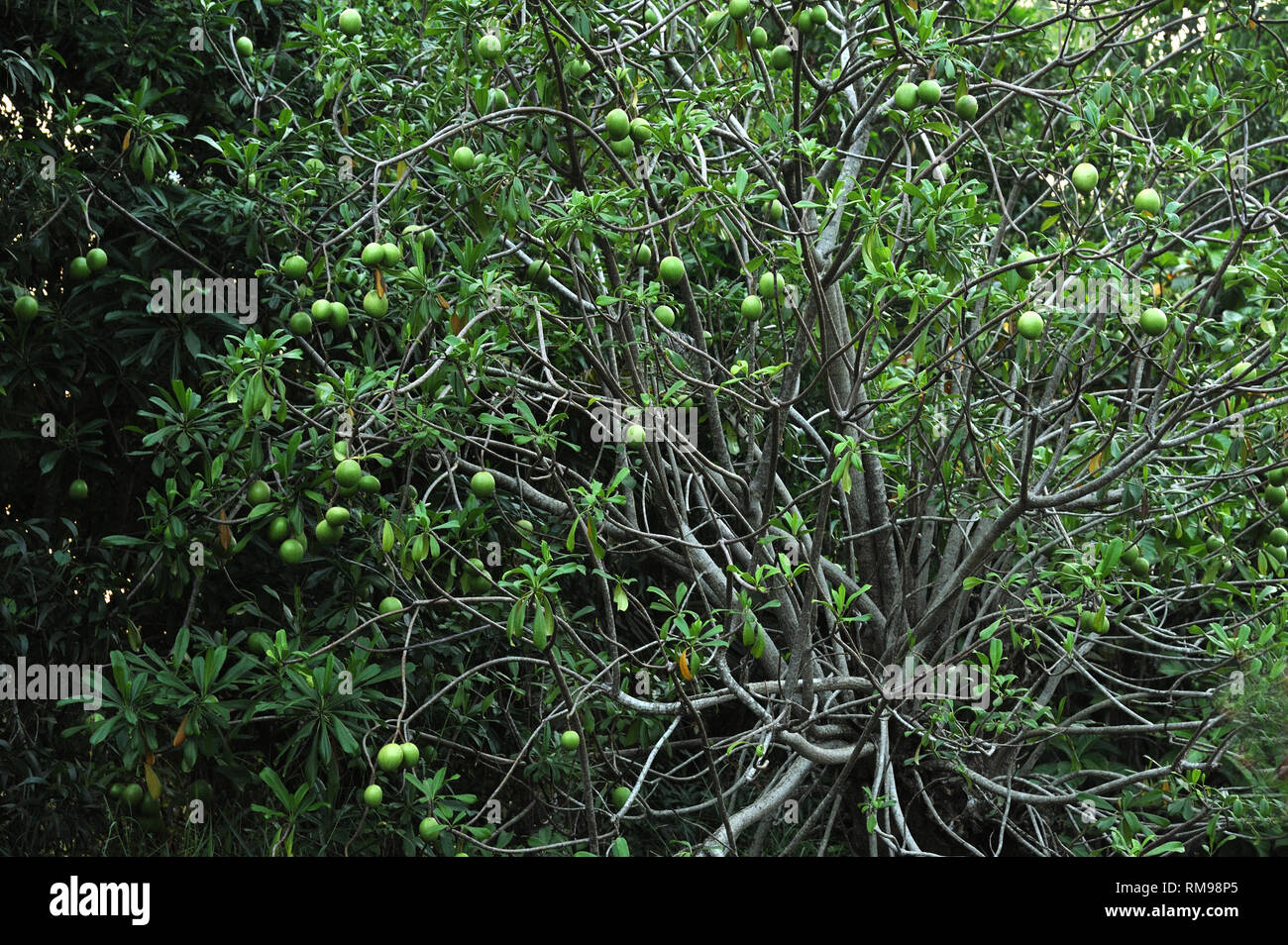 Wild poisonous fruit tree, Trivandrum, Kerala, India, Asia Stock Photo