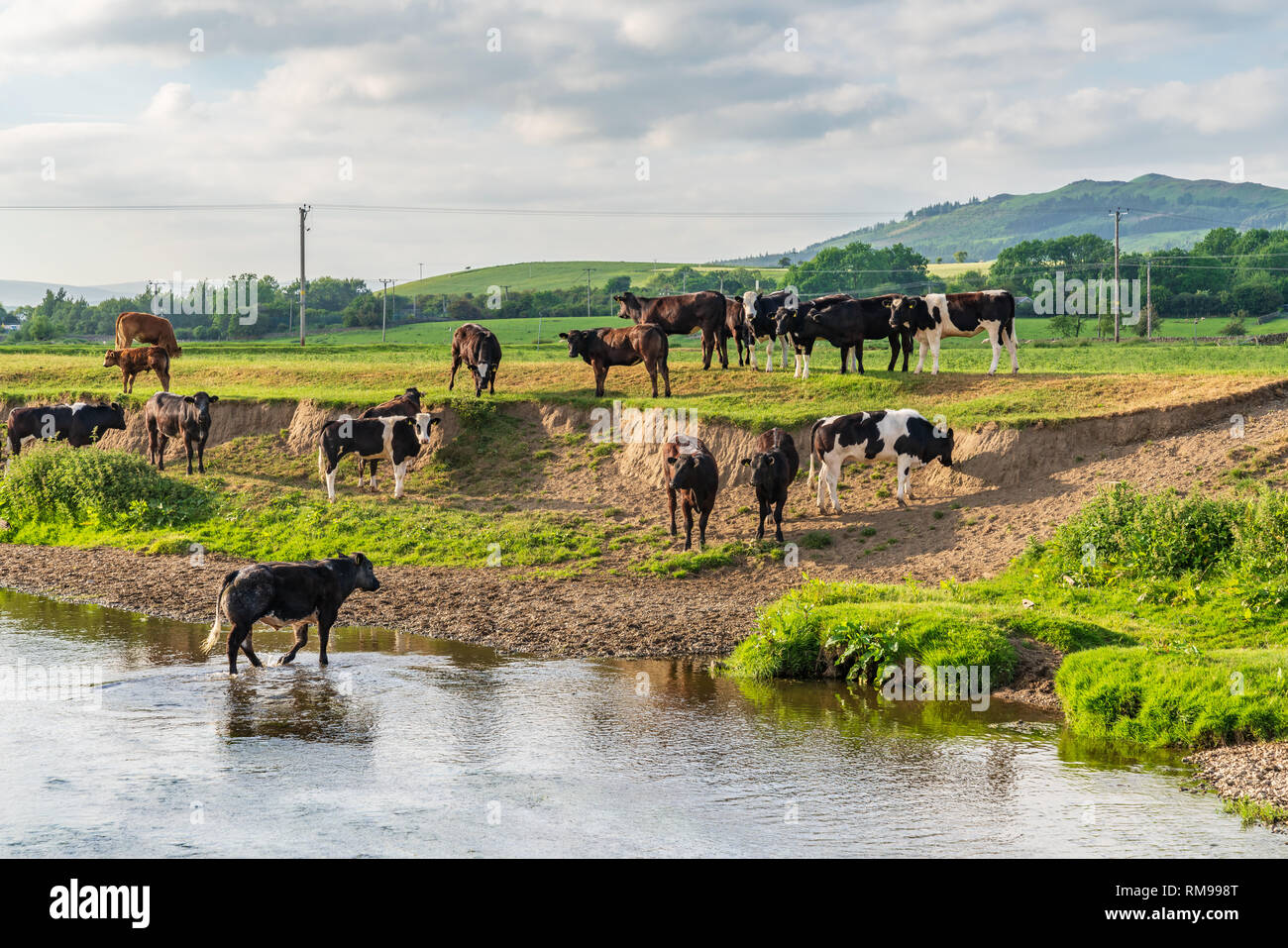 Near Skipton, North Yorkshire, England, UK - June 06, 2018: Cows bathing in the River Aire Stock Photo