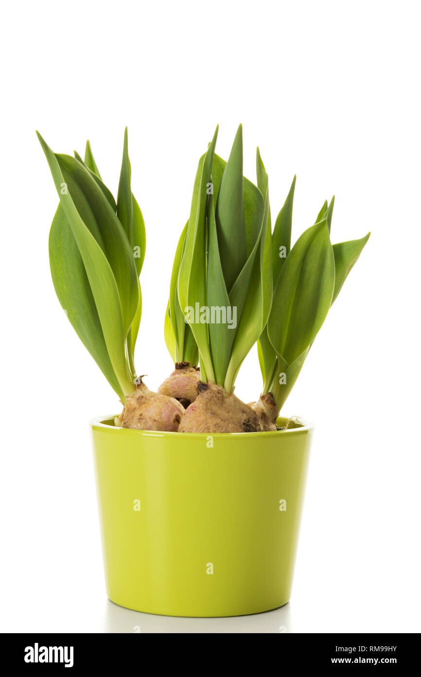Sprouting tulip bulbs in green flower pot isolated on white background