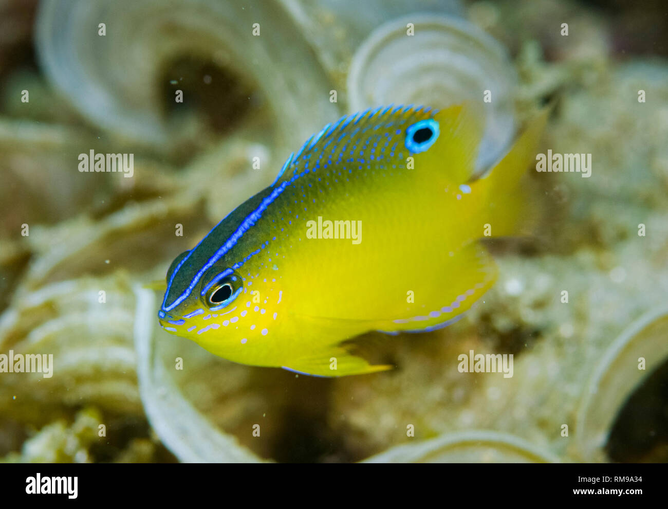 Moluccan Damsel, Pomacentrus simsiang, sub-adult, Serena Besar dive site, Lembeh Straits, Sulawesi, Indonesia Stock Photo