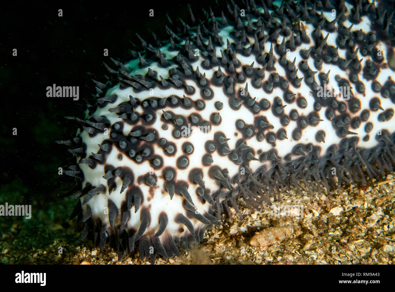 Sea Cucumber, Actinopyga sp, Nudi Retreat dive site, Lembeh Straits, Sulawesi, Indonesia Stock Photo