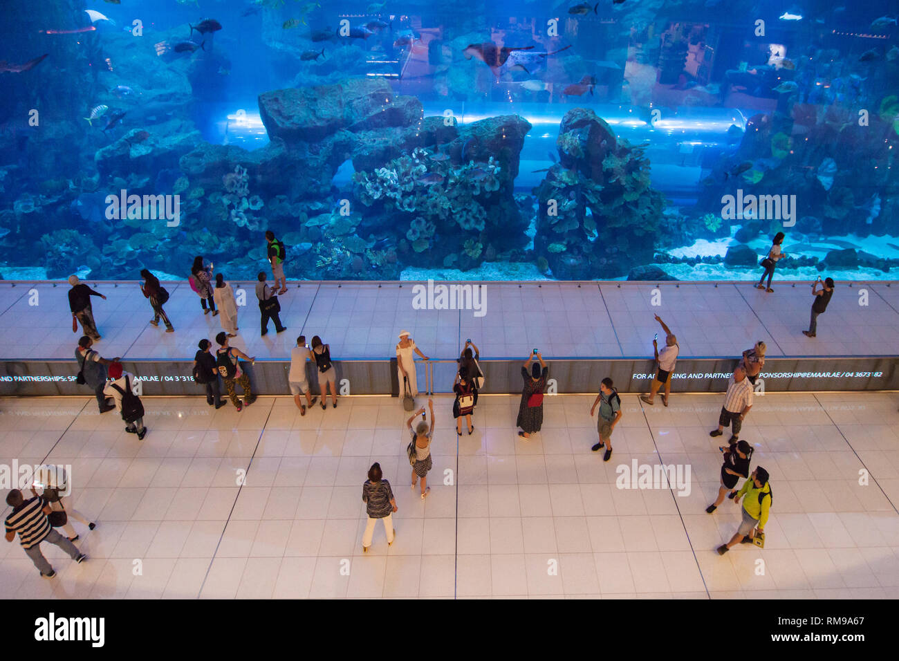 Dubai, United Arab Emirates - September 9, 2018: The Dubai Aquarium in Dubai, United Arab Emirates, showcases more than 300 species of marine animals, Stock Photo