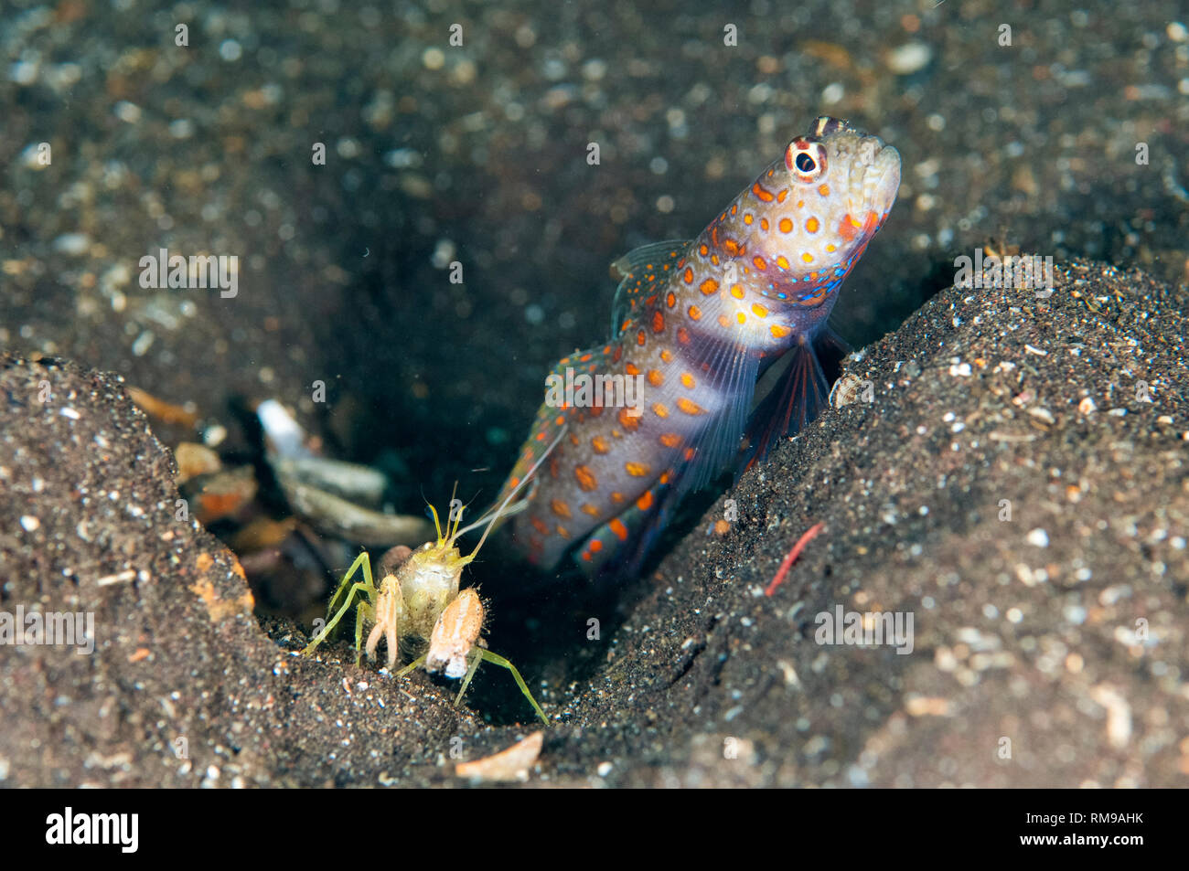 Spotted Shrimpgoby, Amblyeleotris guttata, with Snapping Shrimp, Alpheus sp, cleaning shared hole, Liberty Wreck dive site, Tulamben, Seraya, Bali, In Stock Photo