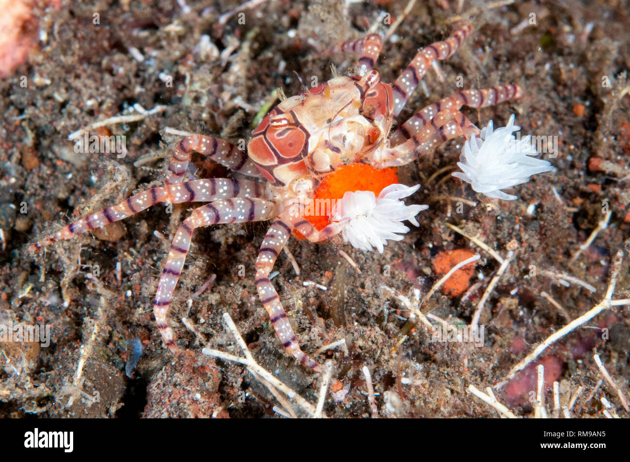 Pom-pom Crab, Lybia tesselata, with eggs and Anemones, Bunodeopsis /  Triactis sp, on legs for protection, Pantai Lahar dive site, Seraya, Bali,  Indone Stock Photo - Alamy