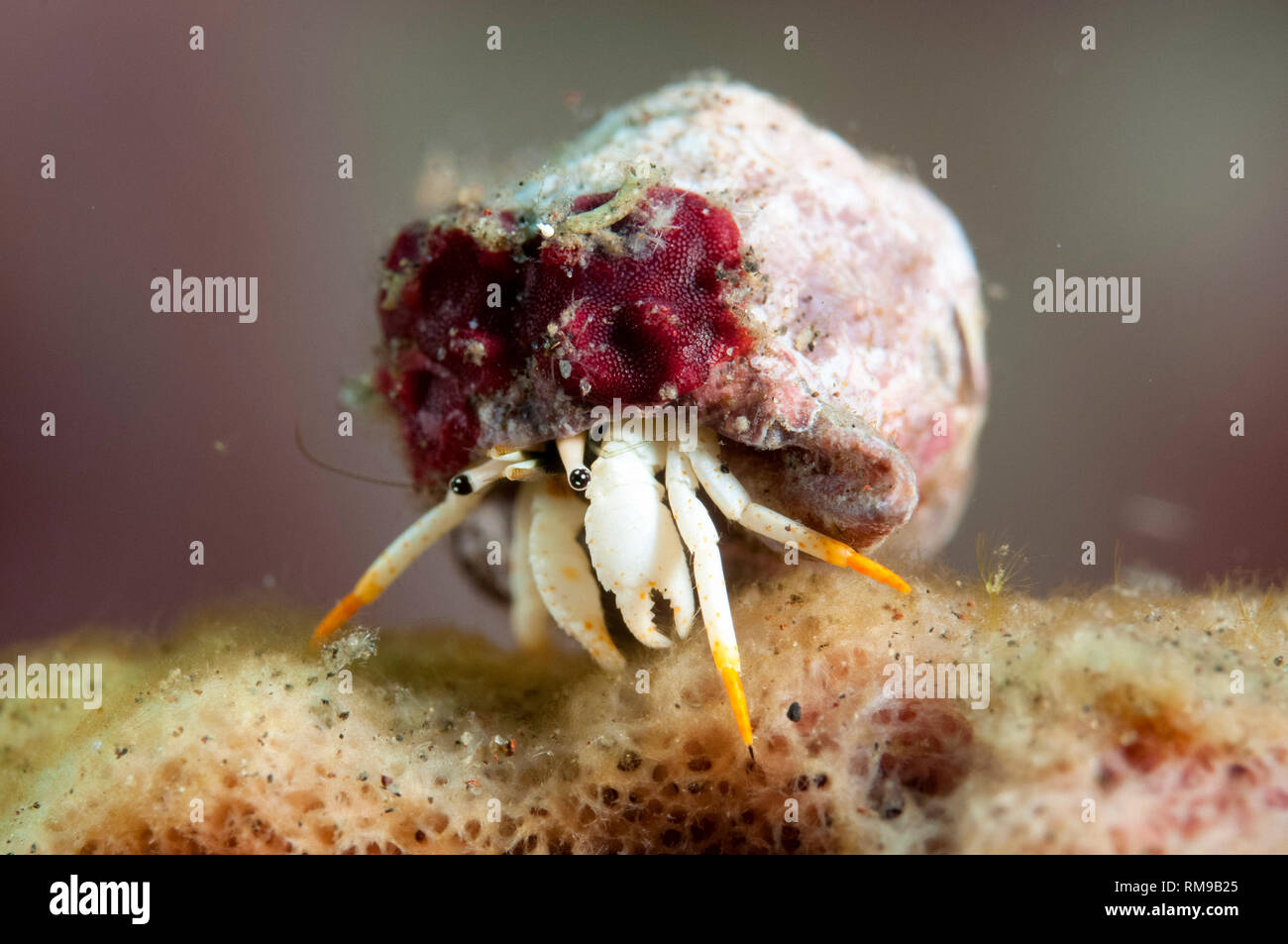 Minute White Hermit Crab, Calcinus minutus, Pong Pong dive site, Seraya, Bali, Indonesia, Indian Ocean Stock Photo