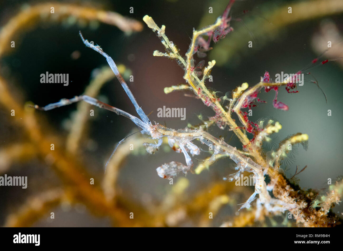 Ghost shrimp caprellid sp hi-res stock photography and images - Alamy