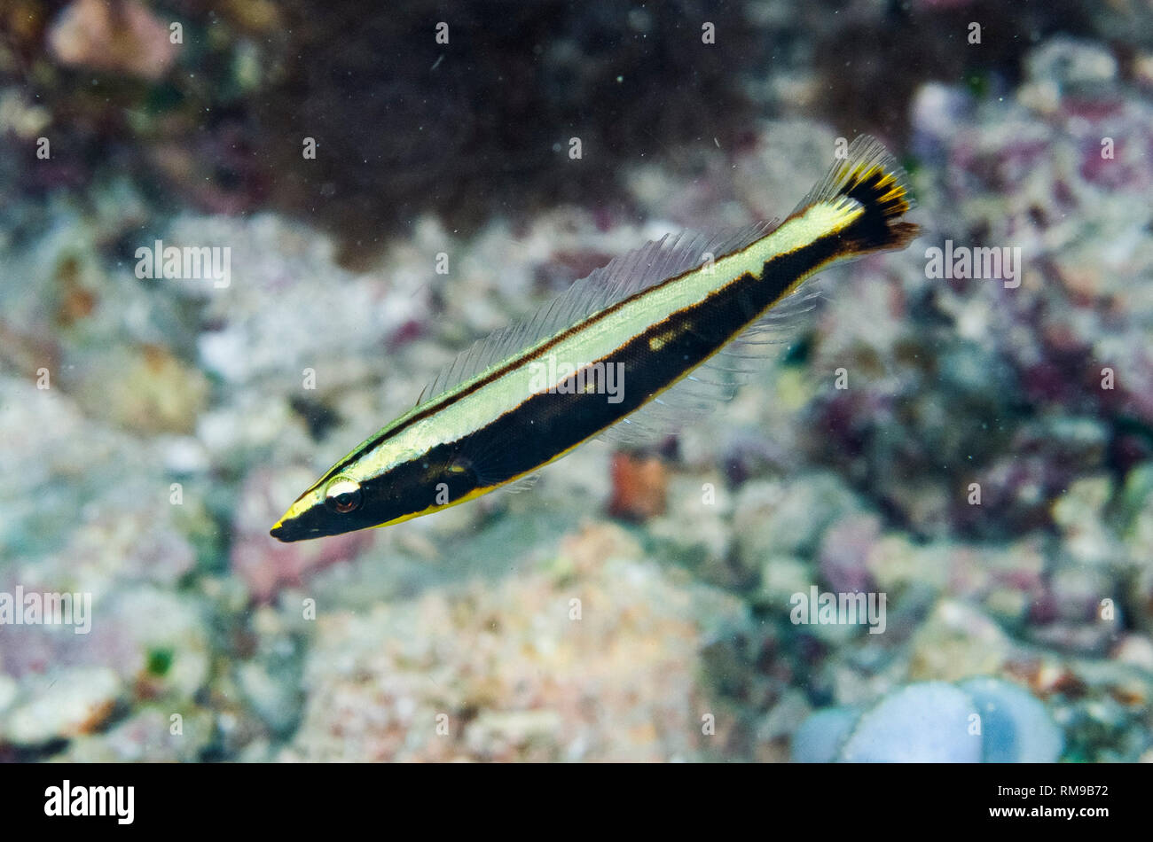 Ringwrasse, Hologymnosus annulatus, Juvenile, Coral Cliff dive site, off Alor, Indonesia, Indian Ocean Stock Photo
