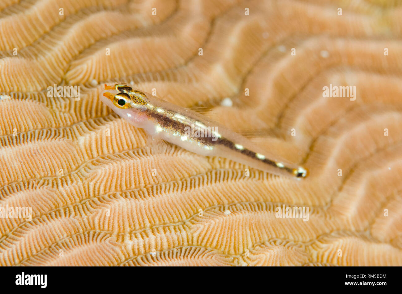 Sebree's Pygmygoby, Eviota sebreei, on coral, Tanjung Muara dive site, off Sermata Islands, near Alor, Indonesia, Indian Ocean Stock Photo