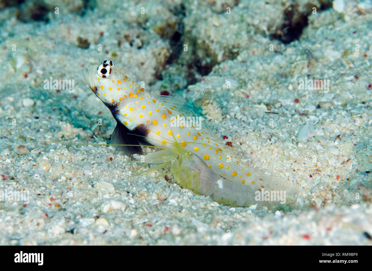 Spotted Shrimpgoby, Amblyeleotris guttata, Snapping Shrimp (Alpheus sp) by hole, Nyata North Wall dive site, off Nyata Island, near Alor, Indonesia, I Stock Photo