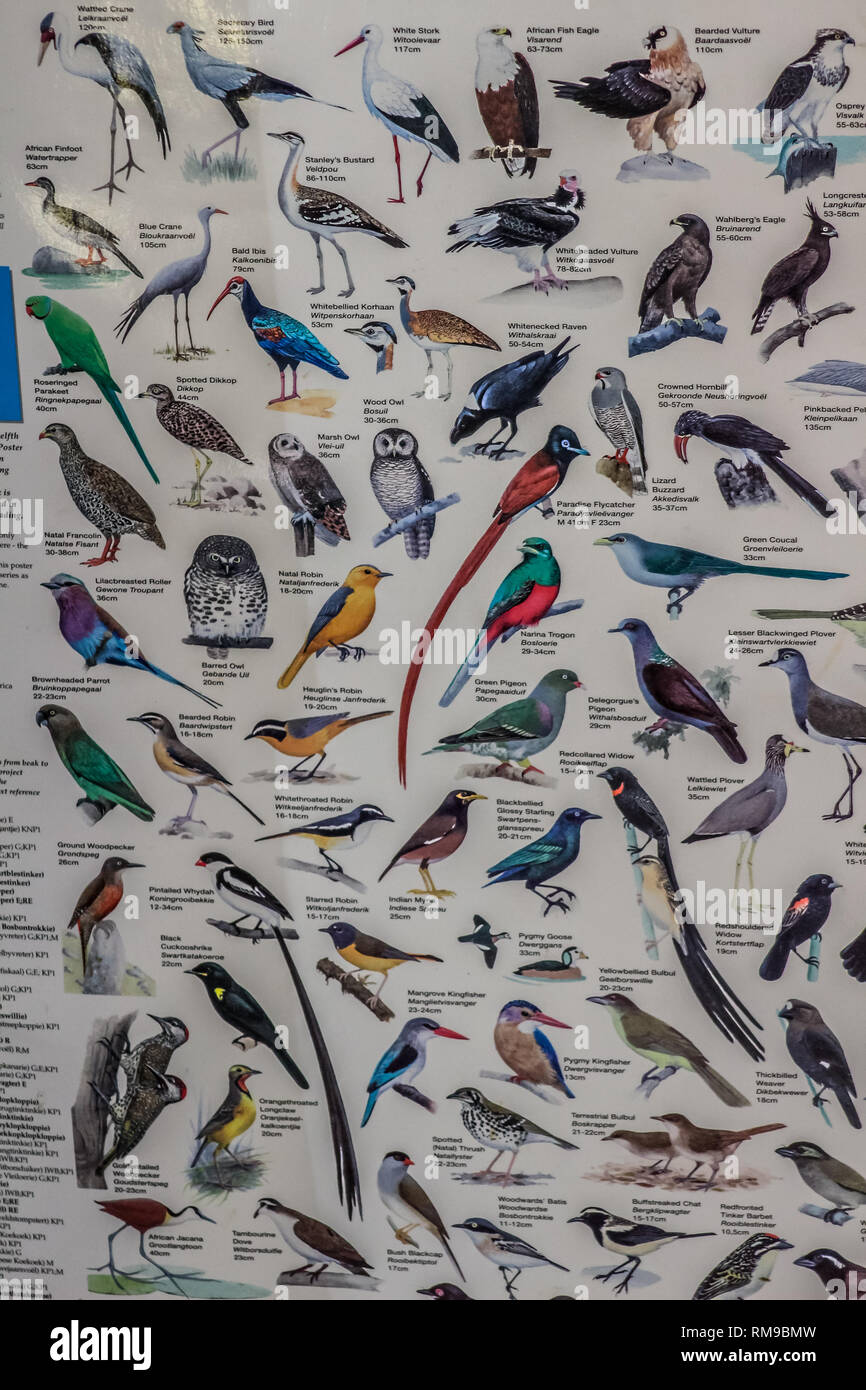 South African birds chart for birding enthusiasts Stock Photo