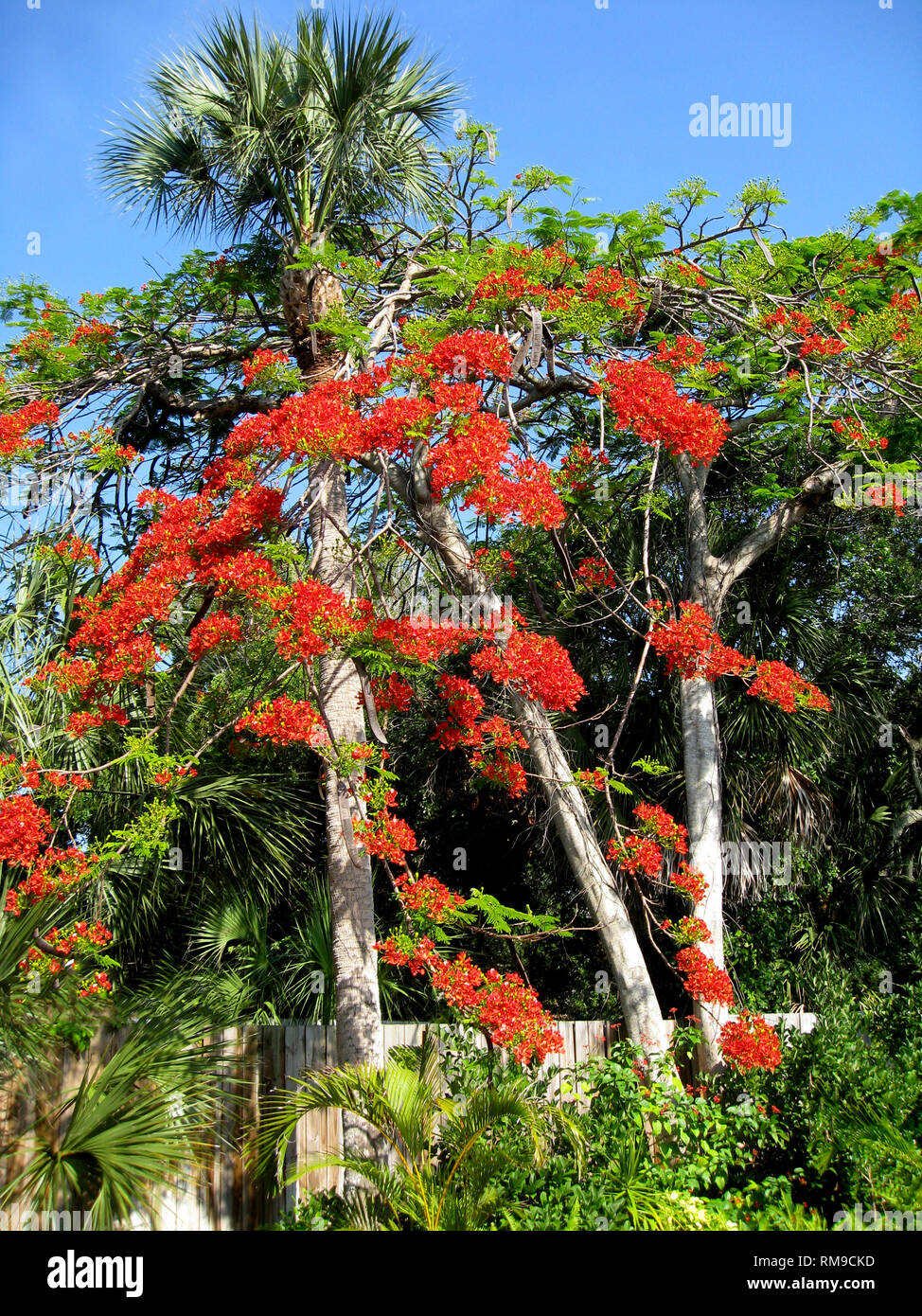 Clusters of scarlet flowers blossom in springtime on showy Royal Poinciana trees (Delonix regia) in southern Florida, USA. This deciduous member of the bean family also is known as the Flame Tree and Flamboyant Tree. It also is identified by lacy green fern-like leaves and long brown seed pods. Stock Photo