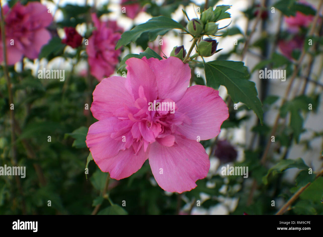Pink Rose of Sharon plant with flowers in various stages of bloom using