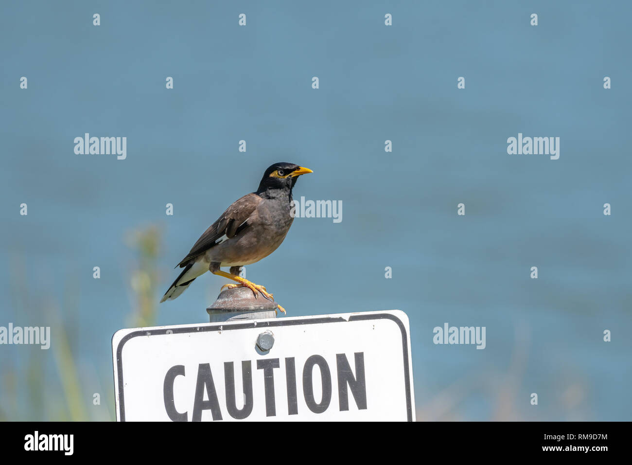Caution with Common Myna [Acridotheres tristis], the survivor master, spotted at Sydney Centennial Park, Common Mynas were introduced in Australia by Stock Photo