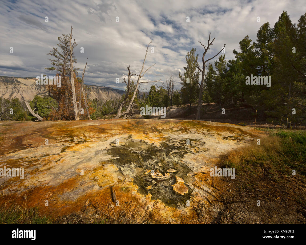 WY03492-00...WYOMING - White Elephant Back Terrace in the upper area of Mammoth Hot Spring of Yellowstone National Park. Stock Photo