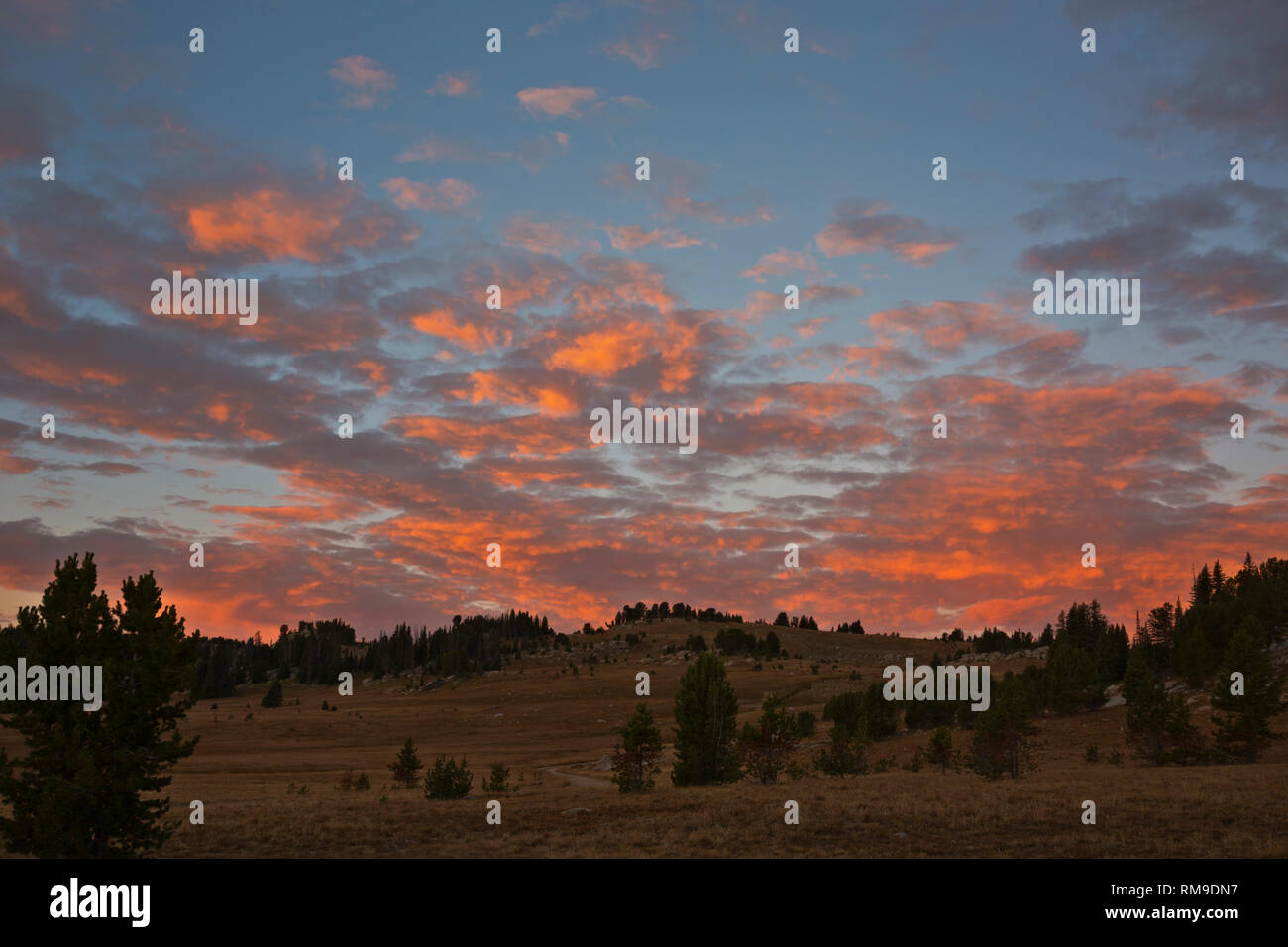 WY03712-00...WYOMING - Colorful sunrise over the open meadows along Road 149 just off the Beartooth National Scenic Highway in the Shoshone National F Stock Photo