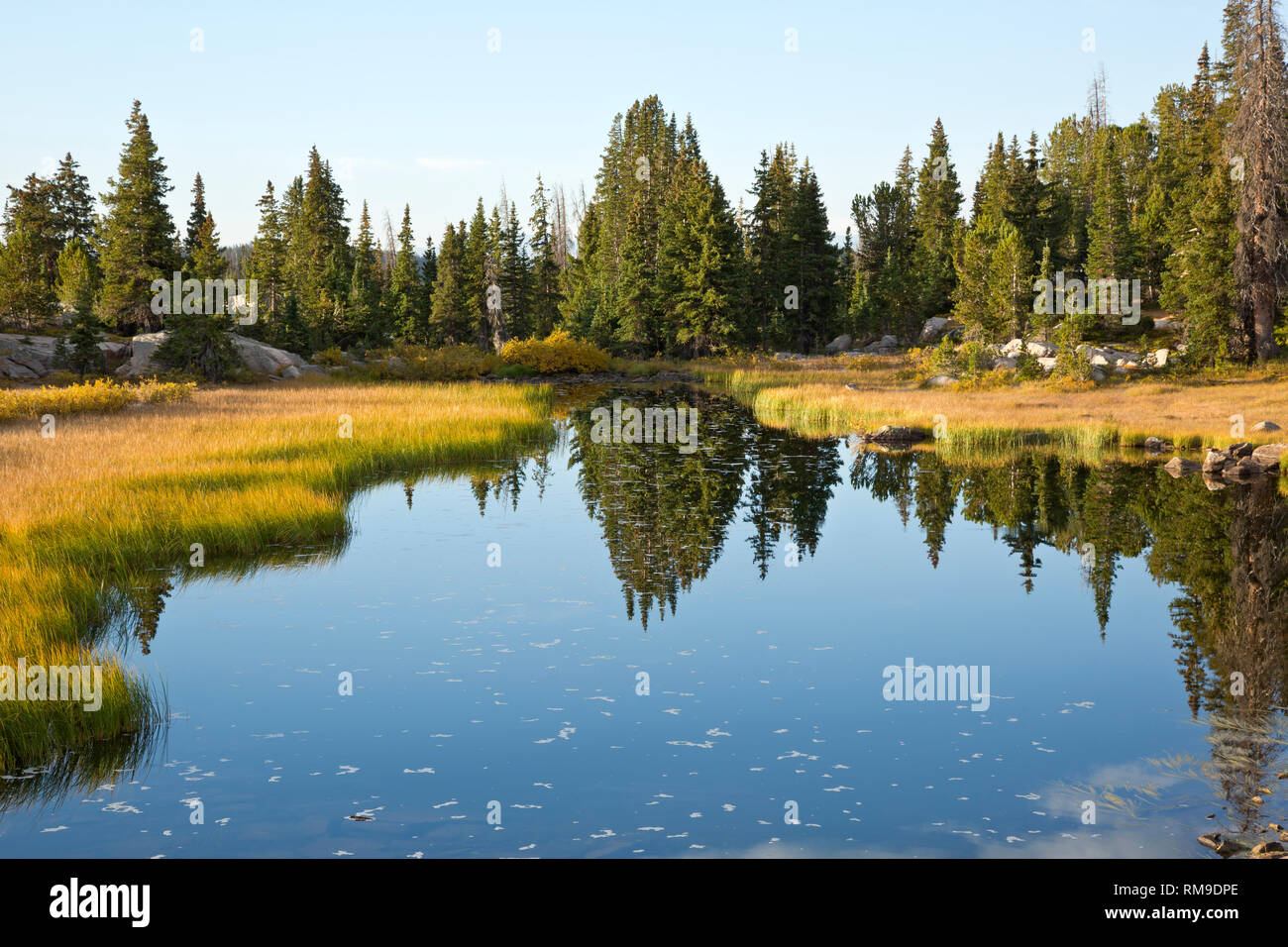 WY03718-00...WYOMING - Reflections in a small pond passed along the Beartooth Highway in the Shoshone National Forest. Stock Photo