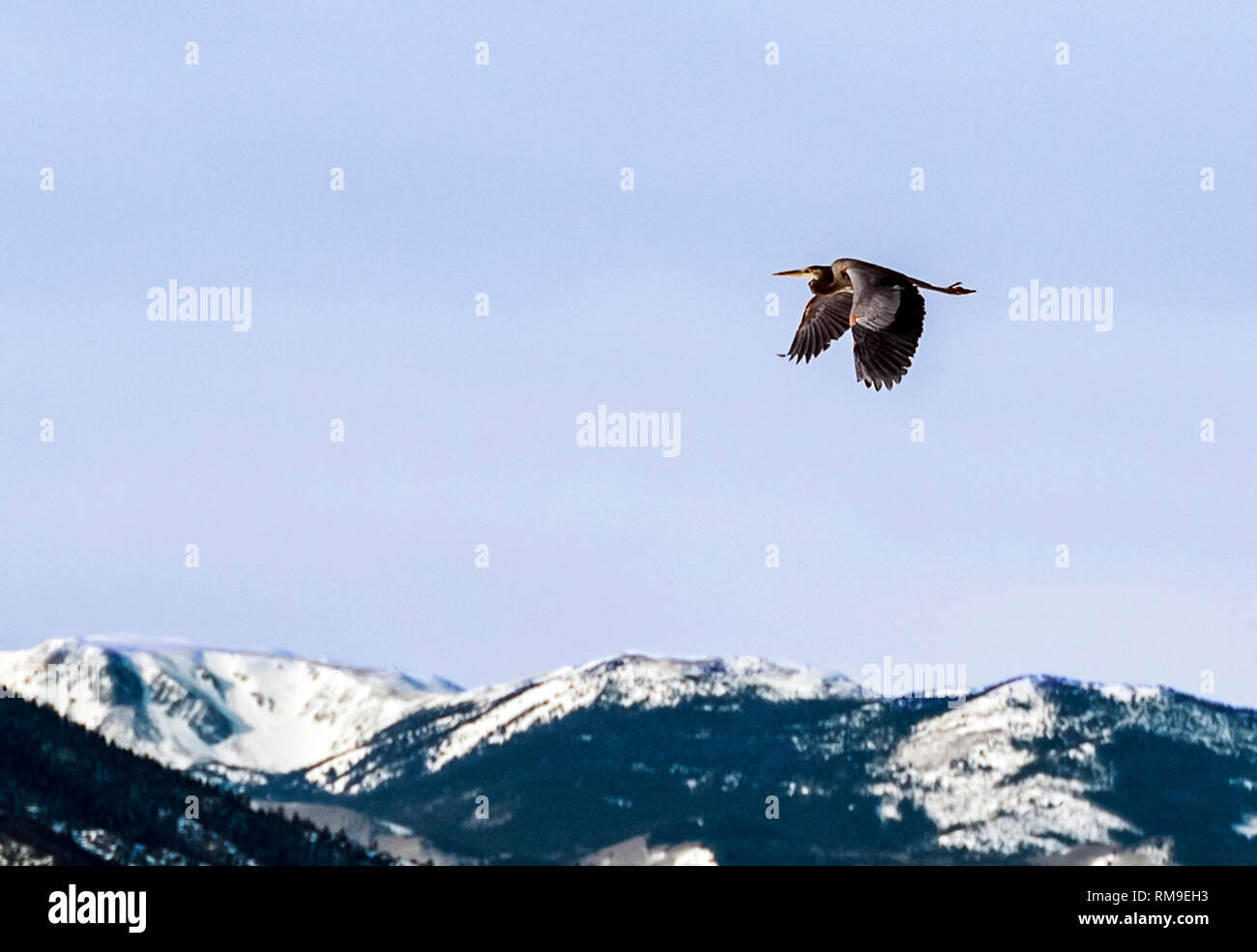 Great Blue Heron flying over Rocky Mountains; Ardea herodias; Pelecaniformes; Ardeidae; Vandaveer Ranch; central Colorado; USA Stock Photo