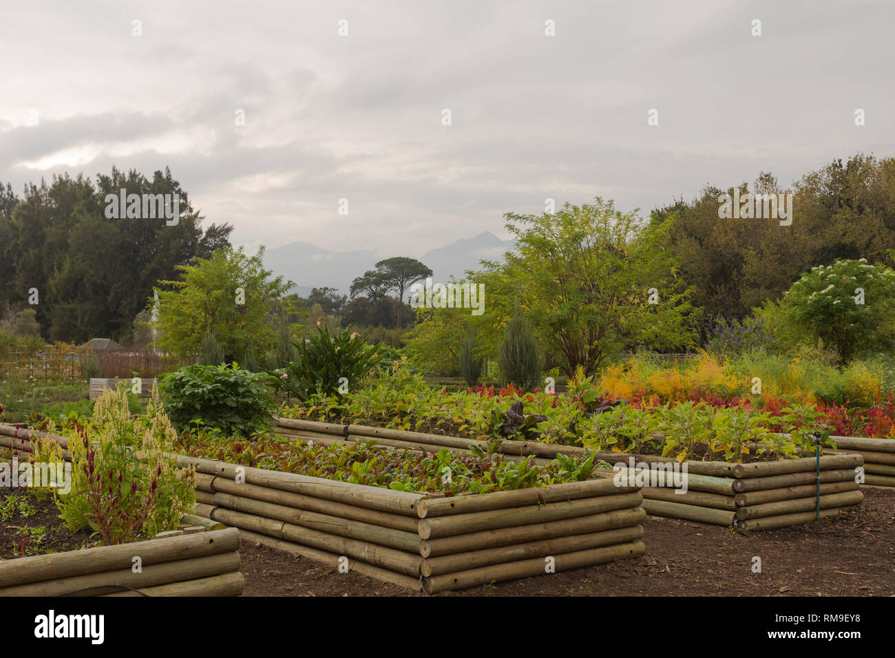 food and kitchen garden in raised wooden beds producing fresh produce for the restaurants at Boschendal wine estate, Cape Winelands, South Africa Stock Photo